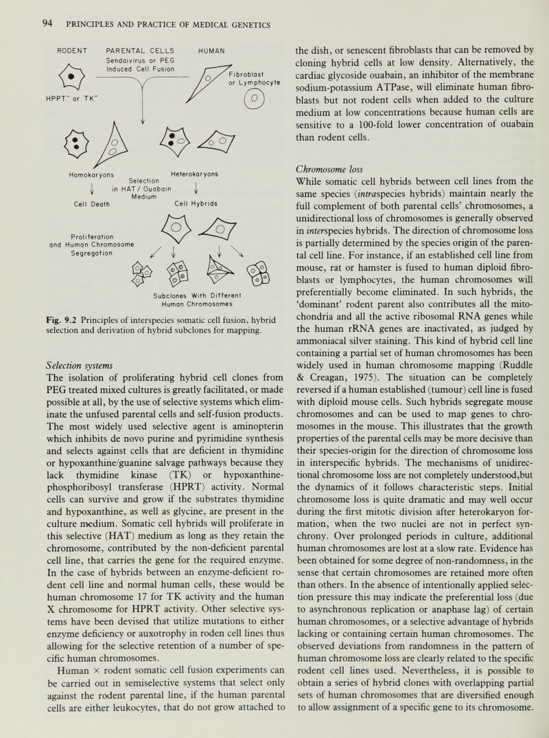 RODENT PARENTAL CELLS HUMAN Sendaivirus or PEG Human Chromosomes Fig. 9.2 Principles of interspecies somatic cell fusion, hybrid selection and derivation of hybrid subclones for mapping. Selection systems The isolation of proliferating hybrid cell clones from PEG treated mixed cultures is greatly facilitated, or made possible at all, by the use of selective systems which elim inate the unfused parental cells and self-fusion products. The most widely used selective agent is aminopterin which inhibits de novo purine and pyrimidine synthesis and selects against cells that are deficient in thymidine or hypoxanthine/guanine salvage pathways because they lack thymidine kinase (TK) or hypoxanthine- phosphoribosyl transferase (HPRT) activity. Normal cells can survive and grow if the substrates thymidine and hypoxanthine, as well as glycine, are present in the culture medium. Somatic cell hybrids will proliferate in this selective (HAT) medium as long as they retain the chromosome, contributed by the non-deficient parental cell line, that carries the gene for the required enzyme. In the case of hybrids between an enzyme-deficient ro dent cell line and normal human cells, these would be human chromosome 17 for TK activity and the human X chromosome for HPRT activity. Other selective sys tems have been devised that utilize mutations to either enzyme deficiency or auxotrophy in roden cell lines thus allowing for the selective retention of a number of spe cific human chromosomes. Human x rodent somatic cell fusion experiments can be carried out in semiselective systems that select only against the rodent parental line, if the human parental cells are either leukocytes, that do not grow attached to the dish, or senescent fibroblasts that can be removed by cloning hybrid cells at low density. Alternatively, the cardiac glycoside ouabain, an inhibitor of the membrane sodium-potassium ATPase, will eliminate human fibro blasts but not rodent cells when added to the culture medium at low concentrations because human cells are sensitive to a 100-fold lower concentration of ouabain than rodent cells. Chromosome loss While somatic cell hybrids between cell lines from the same species (¿niraspecies hybrids) maintain nearly the full complement of both parental cells’ chromosomes, a unidirectional loss of chromosomes is generally observed in interspecies hybrids. The direction of chromosome loss is partially determined by the species origin of the paren tal cell line. For instance, if an established cell line from mouse, rat or hamster is fused to human diploid fibro blasts or lymphocytes, the human chromosomes will preferentially become eliminated. In such hybrids, the ‘dominant’ rodent parent also contributes all the mito chondria and all the active ribosomal RNA genes while the human rRNA genes are inactivated, as judged by ammoniacal silver staining. This kind of hybrid cell line containing a partial set of human chromosomes has been widely used in human chromosome mapping (Ruddle & Creagan, 1975). The situation can be completely reversed if a human established (tumour) cell line is fused with diploid mouse cells. Such hybrids segregate mouse chromosomes and can be used to map genes to chro mosomes in the mouse. This illustrates that the growth properties of the parental cells may be more decisive than their species-origin for the direction of chromosome loss in interspecific hybrids. The mechanisms of unidirec tional chromosome loss are not completely understood,but the dynamics of it follows characteristic steps. Initial chromosome loss is quite dramatic and may well occur during the first mitotic division after heterokaryon for mation, when the two nuclei are not in perfect syn chrony. Over prolonged periods in culture, additional human chromosomes are lost at a slow rate. Evidence has been obtained for some degree of non-randomness, in the sense that certain chromosomes are retained more often than others. In the absence of intentionally applied selec tion pressure this may indicate the preferential loss (due to asynchronous replication or anaphase lag) of certain human chromosomes, or a selective advantage of hybrids lacking or containing certain human chromosomes. The observed deviations from randomness in the pattern of human chromosome loss are clearly related to the specific rodent cell lines used. Nevertheless, it is possible to obtain a series of hybrid clones with overlapping partial sets of human chromosomes that are diversified enough to allow assignment of a specific gene to its chromosome.