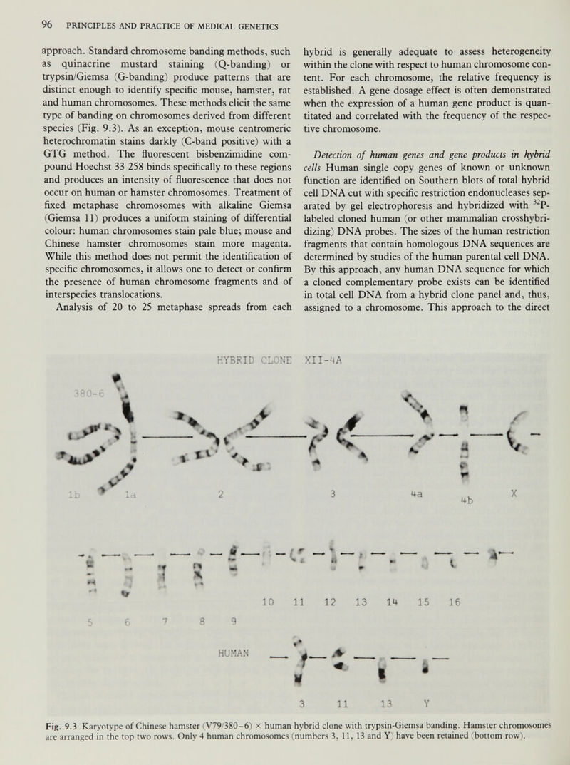 approach. Standard chromosome banding methods, such as quinacrine mustard staining (Q-banding) or trypsin/Giemsa (G-banding) produce patterns that are distinct enough to identify specific mouse, hamster, rat and human chromosomes. These methods elicit the same type of banding on chromosomes derived from different species (Fig. 9.3). As an exception, mouse centromeric heterochromatin stains darkly (C-band positive) with a GTG method. The fluorescent bisbenzimidine com pound Hoechst 33 258 binds specifically to these regions and produces an intensity of fluorescence that does not occur on human or hamster chromosomes. Treatment of fixed metaphase chromosomes with alkaline Giemsa (Giemsa 11) produces a uniform staining of differential colour: human chromosomes stain pale blue; mouse and Chinese hamster chromosomes stain more magenta. While this method does not permit the identification of specific chromosomes, it allows one to detect or confirm the presence of human chromosome fragments and of interspecies translocations. Analysis of 20 to 25 metaphase spreads from each hybrid is generally adequate to assess heterogeneity within the clone with respect to human chromosome con tent. For each chromosome, the relative frequency is established. A gene dosage effect is often demonstrated when the expression of a human gene product is quan titated and correlated with the frequency of the respec tive chromosome. Detection of human genes and gene products in hybrid cells Human single copy genes of known or unknown function are identified on Southern blots of total hybrid cell DNA cut with specific restriction endonucleases sep arated by gel electrophoresis and hybridized with 32 P- labeled cloned human (or other mammalian crosshybri- dizing) DNA probes. The sizes of the human restriction fragments that contain homologous DNA sequences are determined by studies of the human parental cell DNA. By this approach, any human DNA sequence for which a cloned complementary probe exists can be identified in total cell DNA from a hybrid clone panel and, thus, assigned to a chromosome. This approach to the direct HYBRID CLONE XII-4A Fig. 9.3 Karyotype of Chinese hamster (V79/380-6) x human hybrid clone with trypsin-Giemsa banding. Hamster chromosomes are arranged in the top two rows. Only 4 human chromosomes (numbers 3, 11, 13 and Y) have been retained (bottom row).