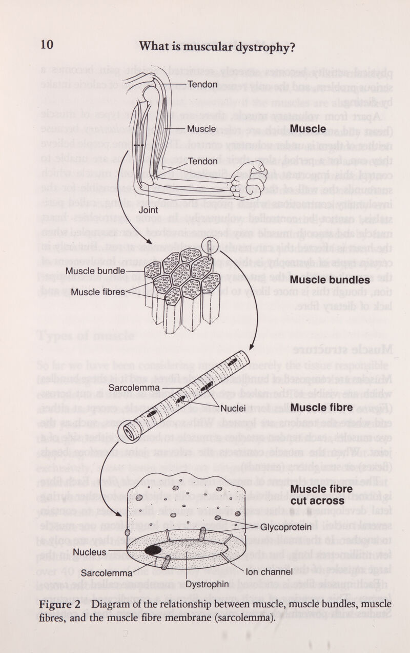 1 о What is muscular dystrophy? Figure 2 Diagram of the relationship between muscle, muscle bundles, muscle fibres, and the muscle fibre membrane (sarcolemma).