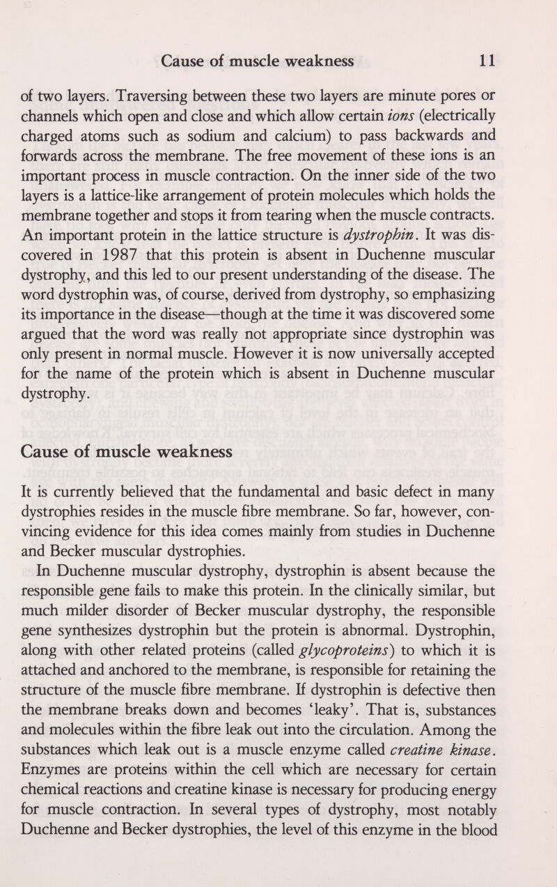 Cause of muscle weakness 11 of two layers. Traversing between these two layers are minute pores or channels which open and close and which allow certain ions (electrically charged atoms such as sodium and calcium) to pass backwards and forwards across the membrane. The free movement of these ions is an important process in muscle contraction. On the inner side of the two layers is a lattice-like arrangement of protein molecules which holds the membrane together and stops it from tearing when the muscle contracts. An important protein in the lattice structure is dystrophin. It was dis¬ covered in 1987 that this protein is absent in Duchenne muscular dystrophy, and this led to our present understanding of the disease. The word dystrophin was, of course, derived from dystrophy, so emphasizing its importance in the disease—though at the time it was discovered some argued that the word was really not appropriate since dystrophin was only present in normal muscle. However it is now universally accepted for the name of the protein which is absent in Duchenne muscular dystrophy. Cause of muscle weakness It is currently believed that the fundamental and basic defect in many dystrophies resides in the muscle fibre membrane. So far, however, con¬ vincing evidence for this idea comes mainly from studies in Duchenne and Becker muscular dystrophies. In Duchenne muscular dystrophy, dystrophin is absent because the responsible gene fails to make this protein. In the clinically similar, but much milder disorder of Becker muscular dystrophy, the responsible gene synthesizes dystrophin but the protein is abnormal. Dystrophin, along with other related proteins (called glycoproteins) to which it is attached and anchored to the membrane, is responsible for retaining the structure of the muscle fibre membrane. If dystrophin is defective then the membrane breaks down and becomes 'leaky'. That is, substances and molecules within the fibre leak out into the circulation. Among the substances which leak out is a muscle enzyme called creatine kinase. Enzymes are proteins within the cell which are necessary for certain chemical reactions and creatine kinase is necessary for producing energy for muscle contraction. In several types of dystrophy, most notably Duchenne and Becker dystrophies, the level of this enzyme in the blood