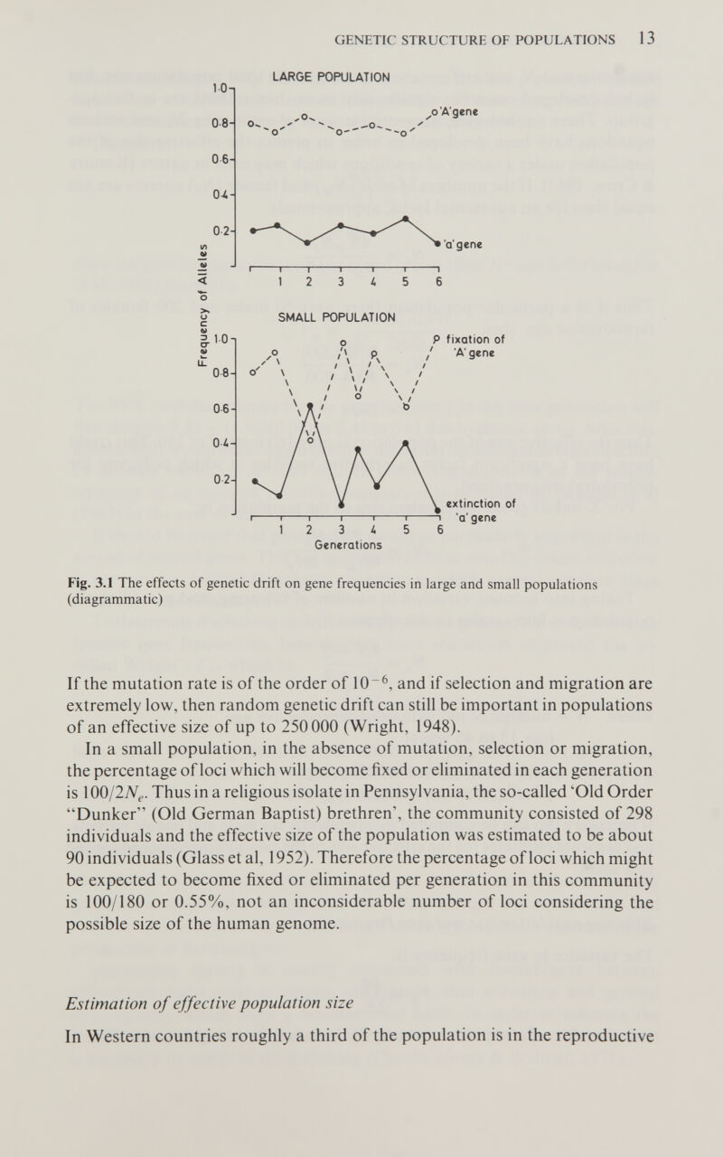 GENETIC STRUCTURE OF POPULATIONS 13 LARGE POPULATION lOn M ^ I 1 1 1 1 1 \ < 1 2 3 À 5 6 о Fig. 3.1 The effects of genetic drift on gene frequencies in large and small populations (diagrammatic) If the mutation rate is of the order of 10~^, and if selection and migration are extremely low, then random genetic drift can still be important in populations of an effective size of up to 250000 (Wright, 1948). In a small population, in the absence of mutation, selection or migration, the percentage of loci which will become fixed or eliminated in each generation is iOO/lNg. Thus in a religious isolate in Pennsylvania, the so-called 'Old Order Dunker (Old German Baptist) brethren', the community consisted of 298 individuals and the effective size of the population was estimated to be about 90 individuals (Glass et al, 1952). Therefore the percentage of loci which might be expected to become fixed or eliminated per generation in this community is 100/180 or 0.55%, not an inconsiderable number of loci considering the possible size of the human genome. Estimation of effective population size In Western countries roughly a third of the population is in the reproductive