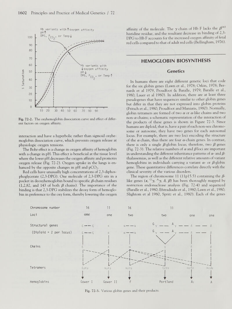Fig. 72-2. The oxyhemoglobin dissociation curve and effect of differ ent factors on oxygen affinity. interaction and have a hyperbolic rather than sigmoid oxyhe moglobin dissociation curve, which prevents oxygen release at physiologic oxygen tensions. The Bohr effect is a change in oxygen affinity of hemoglobin with a change in pH. This effect is beneficial at the tissue level where the lower pH decreases the oxygen affinity and promotes oxygen release (Fig. 11-2). Oxygen uptake in the lungs is en hanced by the opposite changes in pH and pC0 2 . Red cells have unusually high concentrations of 2,3-diphos- phoglycerate (2,3-DPG). One molecule of 2,3-DPG sits in a pocket in deoxyhemoglobin bound to specific /3-chain residues (1,2,82, and 143 of both /3 chains). The importance of the binding is that 2,3-DPG stabilizes the deoxy form of hemoglo bin in preference to the oxy form, thereby lowering the oxygen affinity of the molecule. The y chain of Hb F lacks the /3 143 histidine residue, and the resultant decrease in binding of 2,3- DPG to Hb F accounts for the increased oxygen affinity of fetal red cells compared to that of adult red cells (Bellingham, 1976). HEMOGLOBIN BIOSYNTHESIS Genetics In humans there are eight different genetic loci that code for the six globin genes (Lawn et al., 1978; Orkin, 1978; Ber nards et al 1979, Proudfoot & Baralle, 1979; Baralle et al, 1980; Lauer et al 1980). In addition, there are at least three pseudogenes that have sequences similar to other globin genes but differ in that they are not expressed into globin proteins (Fritsch et al., 1980; Proudfoot and Maniatis, 1980). Normally, globin tetramers are formed of two a or a-like chains and two non-a chains; a schematic representation of the interaction of the products of these genes is shown in Figure 72-3. Since humans are diploid, that is, have a pair of each non-sex chromo some or autosome, they have two genes for each autosomal locus. For example, there are two loci encoding the structure of the a chain, thus there are four a-chain genes. In contrast, there is only a single /3-globin locus; therefore, two (3 genes (Fig. 72-3). The relative numbers of a and (3 loci are important in understanding the different inheritance patterns of a- and /3- thalassemias, as well as the different relative amounts of variant hemoglobins in individuals carrying a variant a- or /3-globin gene. These quantitative differences correlate directly with the clinical severity of the various disorders. The region of chromosome 11 (llpl5.5) containing the /3- like genes (e, G y, A y, 8, /3) has been thoroughly mapped by restriction endonuclease analysis (Fig. 72-4) and sequenced (Baralle et al., 1980; Efstradiadis et al., 1980; Lawn et al., 1980; Slightom et al 1980, Spritz et al., 1980). Each of the genes Chromosome number 16 11 16 11 Loci one one two two one one Structural genes (Diploid = 2 per locus) Chains Tetramers Hemoglobins Fig. 72-3. Various globin genes and their products.