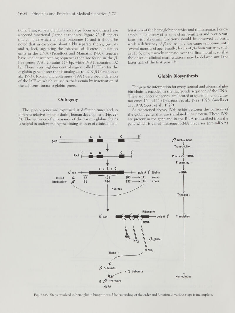 tions. Thus, some individuals have a locus and others have a second functional { gene at that site. Figure 72-4B depicts this complex which is on chromosome 16 and it should be noted that in each case about 4 kbs separate the ¿j, ipai, a 2 and O'! loci, suggesting the existence of discrete duplication units in the DNA (Proudfoot and Maniatis, 1980). a-genes have smaller intervening sequences than are found in the /3- like genes; IVS I contains 114 bp, while IVS II contains 132 bp. There is an a-globin control region called LCR-a for the a-globin gene cluster that is analogous to LCR-/3 (Perichon et al., 1993). Romao and colleagues (1992) described a deletion of the LCR-a, which caused a-thalassemia by inactivation of the adjacent, intact a-globin genes. Ontogeny The globin genes are expressed at different times and in different relative amounts during human development (Fig. 72- 5). The sequence of appearance of the various globin chains is helpful in understanding the timing of onset of clinical mani festations of the hemoglobinopathies and thalassemias. For ex ample, a deficiency of a- or y-chain synthesis and a or y var iants with abnormal functions should be observed at birth, while a deficiency of /3 chains may not cause symptoms until several months of age. Finally, levels of /3-chain variants, such as Hb S, progressively increase over the first months, so that the onset of clinical manifestations may be delayed until the latter half of the first year life. Globin Biosynthesis The genetic information for every normal and abnormal glo bin chain is encoded in the nucleotide sequence of the DNA. These sequences, or genes, are located at specific loci on chro mosomes 16 and 11 (Deisseroth et al., 1977; 1978; Gusella et al., 1979; Scott et al., 1979). As mentioned above, IVSs reside between the portions of the globin genes that are translated into protein. These IVSs are present in the gene and in the RNA transcribed from the gene which is called messenger RNA precursor (pre-mRNA) A B DNA 5 A B RNA 5 cap mRNA <A 38 Nucleotides I 4 A + B + C 429 poly A 3 Globin 141 amino ^Subunits + ctSubunits d ß tetramer (Hb A) /^ Globin Gene k Transcription I Precursor mRNA k . Processing • I mRNA Y Transport Y Translation Y Hemoglobin Fig. 72-6. Steps involved in hemoglobin biosynthesis. Understanding of the order and function of various steps is incomplete.