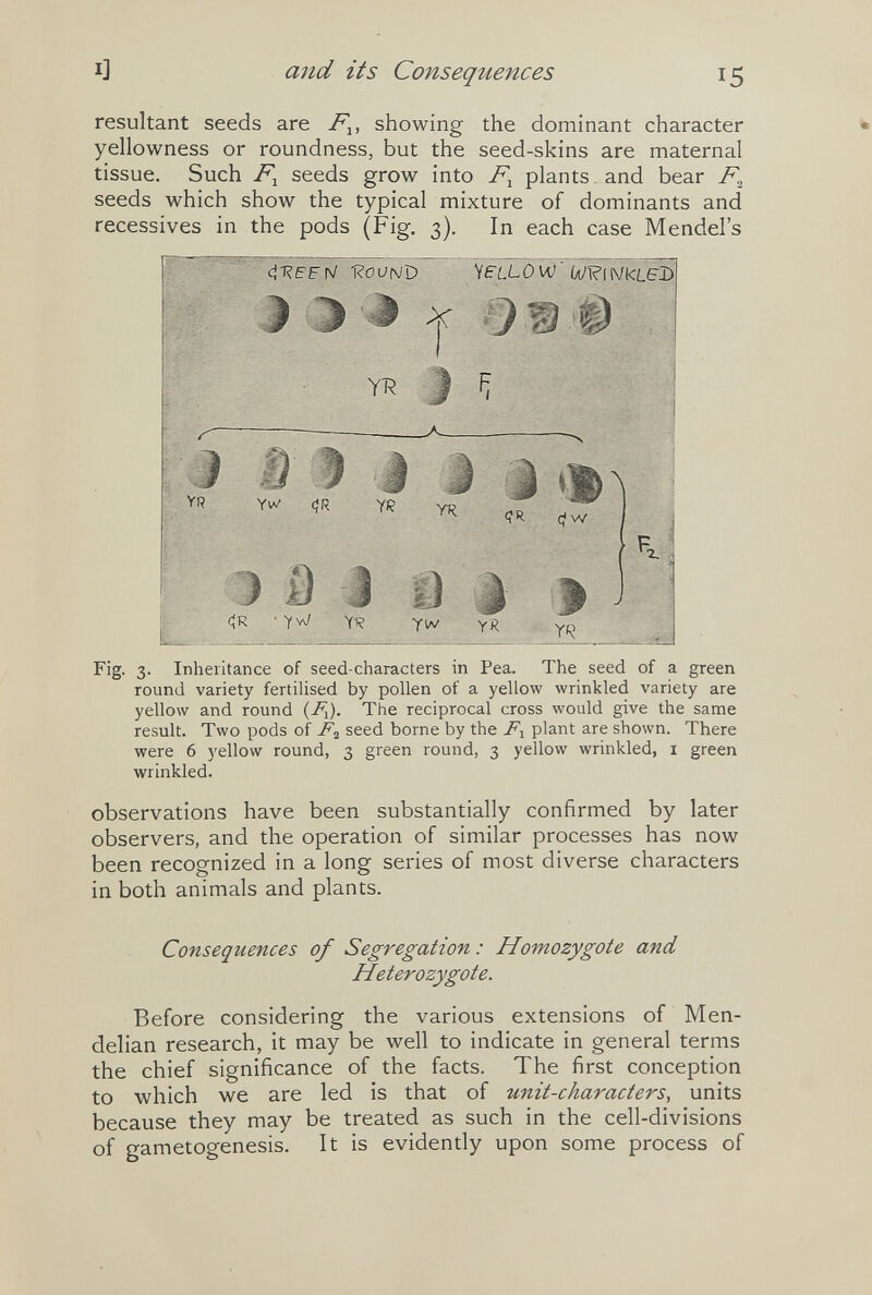 and its Consequences 15 resultant seeds are /j, showing the dominant character yellowness or roundness, but the seed-skins are maternal tissue. Such seeds grow into plants , and bear seeds which show the typical mixture of dominants and récessives in the pods (Fig. 3). In each case Mendel's YFLLOW w^iNktelS. Ì Э ^ 0 Hi 'Ш YT^ yr YW (fR Yi? yr Э Û i 0 i C¡R 'yvJ YV yw YR Í H W YR Fig. 3. Inheritance of seed-characters in Pea. The seed of a green round variety fertilised by pollen of a yellow wrinkled variety are yellow and round (jF¡). The reciprocal cross would give the same result. Two pods of seed borne by the plant are shown. There were 6 yellow round, 3 green round, 3 yellow wrinkled, i green wrinkled. observations have been substantially confirmed by later observers, and the operation of similar processes has now been recognized in a long series of most diverse characters in both animals and plants. Consequences of Segregation : Homozygote and Heterozygote. Before considering the various extensions of Men- delian research, it may be well to indicate in general terms the chief significance of the facts. The first conception to which we are led is that of unit-characters, units because they may be treated as such in the cell-divisions of gametogenesis. It is evidently upon some process of