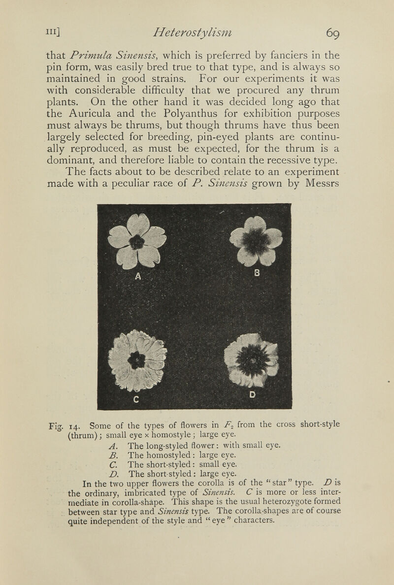 III] Heterostylism 69 that Primula Sinensis, which is preferred by fanciers in the pin form, was easily bred true to that type, and is always so maintained in good strains. For our experiments it was with considerable difficulty that we procured any thrum plants. On the other hand it was decided long ago that the Auricula and the Polyanthus for exhibition purposes must always be thrums, but though thrums have thus been largely selected for breeding, pin-eyed plants are continu¬ ally reproduced, as must be expected, for the thrum is a dominant, and therefore liable to contain the recessive type. The facts about to be described relate to an experiment made with a peculiar race of P. Sinensis grown by Messrs Fig. 14. Some of the types of flowers in F.^ from the cross short-style (thrum) ; small eye x homostyle ; large eye. A. The long-styled flower : with small eye. B. The homostyled : large eye. C. The short-styled : small eye. D. The short-styled : large eye. In the two upper flowers the corolla is of the  star  type. D is the ordinary, imbricated type of Sinensis. С is more or less inter¬ mediate in corolla-shape. This shape is the usual heterozygote formed between star type and Sinensis type. The corolla-shapes are of course quite independent of the style and  eye  characters.