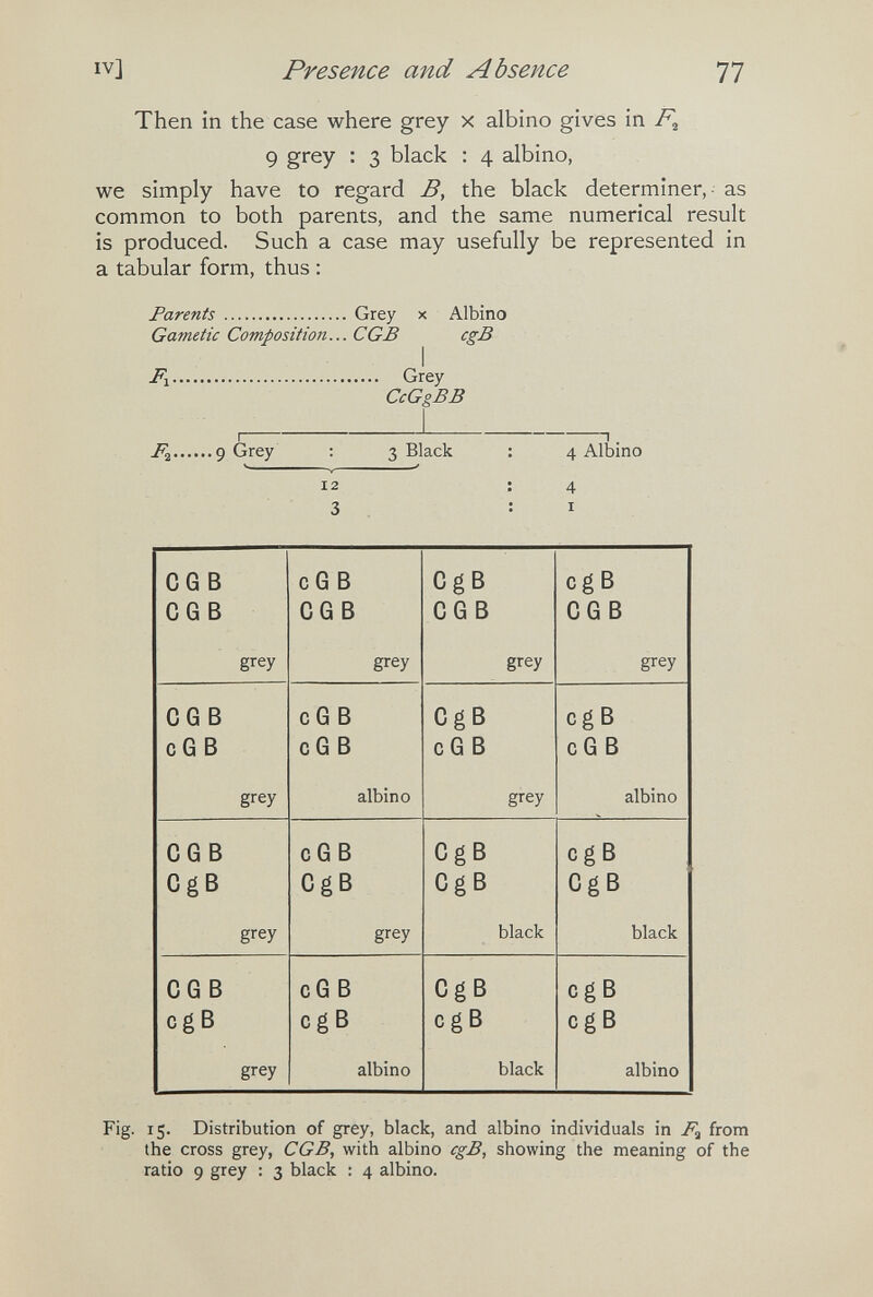 IV] Presence and Absence 77 Then in the case where grey x albino gives in 9 grey : 3 black : 4 albino, we simply have to regard B, the black determiner, - as common to both parents, and the same numerical result is produced. Such a case may usefully be represented in a tabular form, thus : Parents Grey x Albino Gametic Composition... С GB cgB I  Grey CcG^BB I  1 Д 9 Grey : 3 Black : 4 Albino 12 ; 4 3 : I Fig. 15. Distribution of grey, black, and albino individuals in from the cross grey, CGB, with albino cgB, showing the meaning of the ratio 9 grey : 3 black : 4 albino.