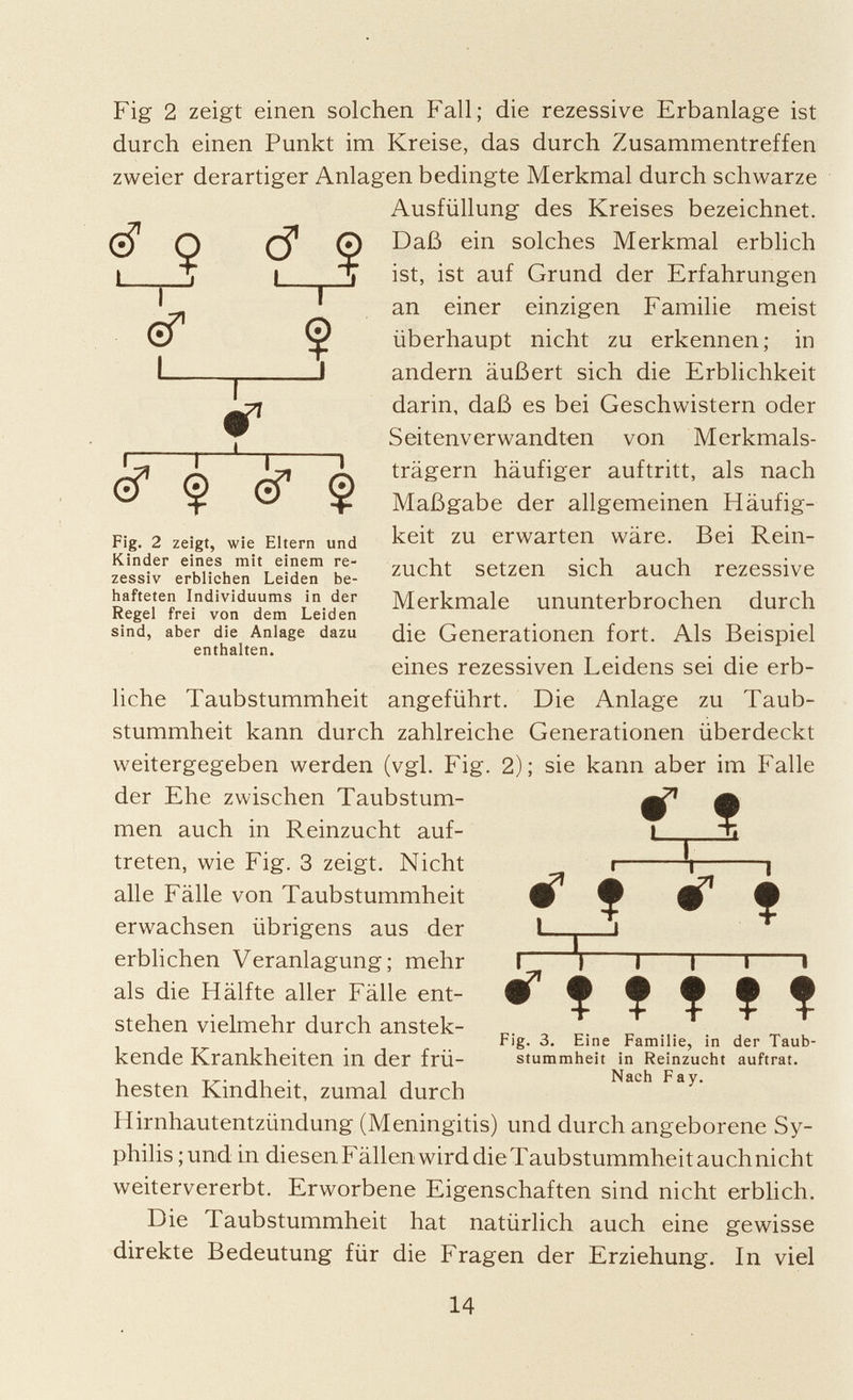 Fig 2 zeigt einen solchen Fall; die rezessive Erbanlage ist durch einen Punkt im Kreise, das durch Zusammentreffen zweier derartiger Anlagen bedingte Merkmal durch schwarze Ausfüllung des Kreises bezeichnet. Daß ein solches Merkmal erblich ist, ist auf Grund der Erfahrungen an einer einzigen Familie meist überhaupt nicht zu erkennen; in andern äußert sich die Erblichkeit darin, daß es bei Geschwistern oder Seitenverwandten von Merkmals trägern häufiger auftritt, als nach Maßgabe der allgemeinen Häufig keit zu erwarten wäre. Bei Rein- zucht setzen sich auch rezessive Merkmale ununterbrochen durch die Generationen fort. Als Beispiel eines rezessiven Leidens sei die erb liche Taubstummheit angeführt. Die Anlage zu Taub stummheit kann durch zahlreiche Generationen überdeckt weitergegeben werden (vgl. Fig. 2); sie kann aber im Falle der Ehe zwischen Taubstum men auch in Reinzucht auf treten, wie Fig. 3 zeigt. Nicht alle Fälle von Taubstummheit erwachsen übrigens aus der erblichen Veranlagung; mehr als die Hälfte aller Fälle ent stehen vielmehr durch anstek- kende Krankheiten in der frü hesten Kindheit, zumal durch Hirnhautentzündung (Meningitis) und durch angeborene Sy philis ; und in diesenFällenwirddieTaubstummheitauchnicht weitervererbt. Erworbene Eigenschaften sind nicht erblich. Die Taubstummheit hat natürlich auch eine gewisse direkte Bedeutung für die Fragen der Erziehung. In viel <•? Q (•f 9 ■-r-ï «r r;—i— —i cf $ CT $ Fig. 2 zeigt, wie Eltern und Kinder eines mit einem re zessiv erblichen Leiden be hafteten Individuums in der Regel frei von dem Leiden sind, aber die Anlage dazu enthalten. * f ZV. i i * ? f t f 1 Fig. 3. Eine Familie, in der Taub stummheit in Reinzucht auftrat. Nach Fay.