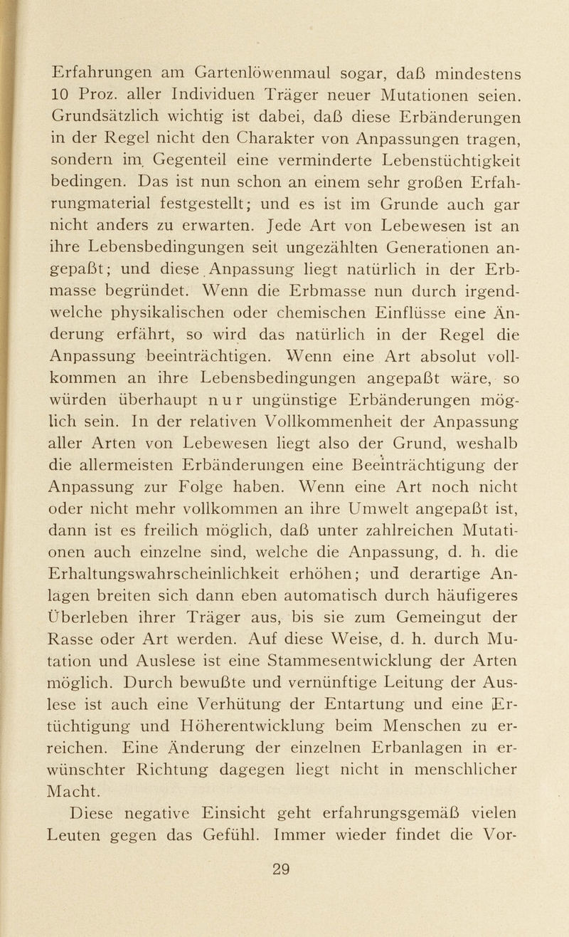 Erfahrungen am Gartenlöwenmaul sogar, daß mindestens 10 Proz. aller Individuen Träger neuer Mutationen seien. Grundsätzlich wichtig ist dabei, daß diese Erbänderungen in der Regel nicht den Charakter von Anpassungen tragen, sondern im. Gegenteil eine verminderte Lebenstüchtigkeit bedingen. Das ist nun schon an einem sehr großen Erfah rungmaterial festgestellt; und es ist im Grunde auch gar nicht anders zu erwarten. Jede Art von Lebewesen ist an ihre Lebensbedingungen seit ungezählten Generationen an gepaßt; und diese Anpassung liegt natürlich in der Erb masse begründet. Wenn die Erbmasse nun durch irgend welche physikalischen oder chemischen Einflüsse eine Än derung erfährt, so wird das natürlich in der Regel die Anpassung beeinträchtigen. Wenn eine Art absolut voll kommen an ihre Lebensbedingungen angepaßt wäre, so würden überhaupt nur ungünstige Erbänderungen mög lich sein. In der relativen Vollkommenheit der Anpassung aller Arten von Lebewesen liegt also der Grund, weshalb «. die allermeisten Erbänderungen eine Beeinträchtigung der Anpassung zur Folge haben. Wenn eine Art noch nicht oder nicht mehr vollkommen an ihre Umwelt angepaßt ist, dann ist es freilich möglich, daß unter zahlreichen Mutati onen auch einzelne sind, welche die Anpassung, d. h. die Erhaltungswahrscheinlichkeit erhöhen; und derartige An lagen breiten sich dann eben automatisch durch häufigeres Überleben ihrer Träger aus, bis sie zum Gemeingut der Rasse oder Art werden. Auf diese Weise, d. h. durch Mu tation und Auslese ist eine Stammesentwicklung der Arten möglich. Durch bewußte und vernünftige Leitung der Aus lese ist auch eine Verhütung der Entartung und eine ¡Er tüchtigung und Höherentwicklung beim Menschen zu er reichen. Eine Änderung der einzelnen Erbanlagen in er wünschter Richtung dagegen liegt nicht in menschlicher Macht. Diese negative Einsicht geht erfahrungsgemäß vielen Leuten gegen das Gefühl. Immer wieder findet die Vor-