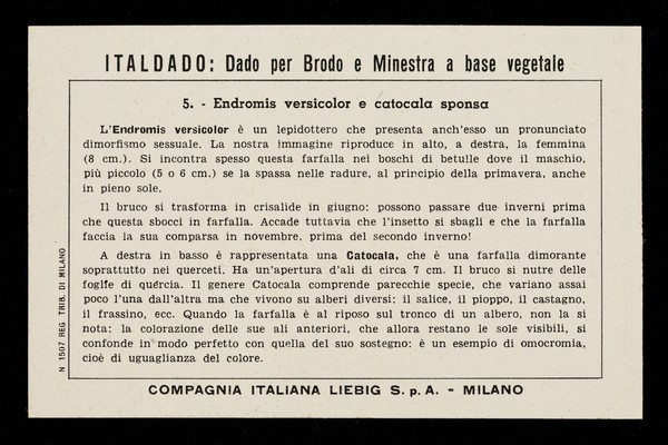 Endromis e Catocala : Endromis versicolor e catocala sponsa / Compagnia Italiana Liebig.