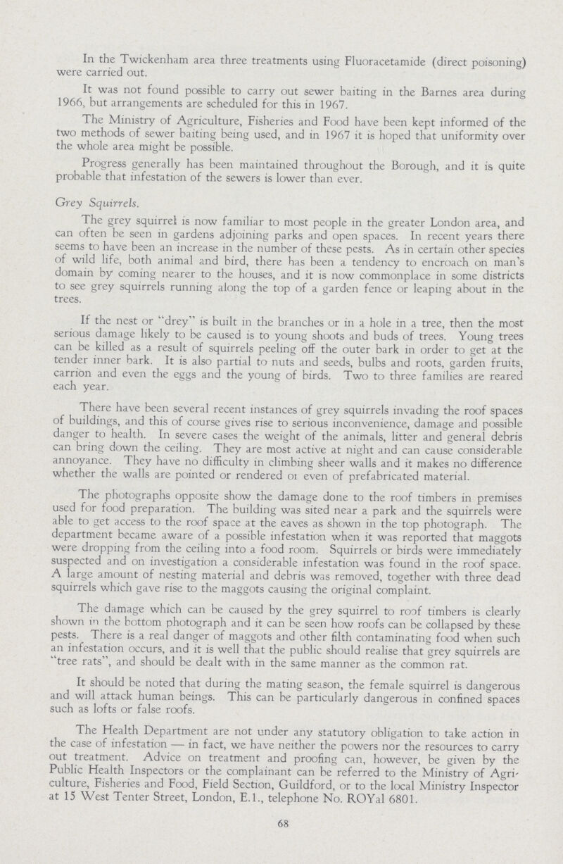 In the Twickenham area three treatments using Fluoracetamide (direct poisoning) were carried out. It was not found possible to carry out sewer baiting in the Barnes area during 1966, but arrangements are scheduled for this in 1967. The Ministry of Agriculture, Fisheries and Food have been kept informed of the two methods of sewer baiting being used, and in 1967 it is hoped that uniformity over the whole area might be possible. Progress generally has been maintained throughout the Borough, and it is quite probable that infestation of the sewers is lower than ever. Grey Squirrels. The grey squirrel is now familiar to most people in the greater London area, and can often be seen in gardens adjoining parks and open spaces. In recent years there seems to have been an increase in the number of these pests. As in certain other species of wild life, both animal and bird, there has been a tendency to encroach on man's domain by coming nearer to the houses, and it is now commonplace in some districts to see grey squirrels running along the top of a garden fence or leaping about in the trees. If the nest or drey is built in the branches or in a hole in a tree, then the most serious damage likely to be caused is to young shoots and buds of trees. Young trees can be killed as a result of squirrels peeling off the outer bark in order to get at the tender inner bark. It is also partial to nuts and seeds, bulbs and roots, garden fruits, carrion and even the eggs and the young of birds. Two to three families are reared each year. There have been several recent instances of grey squirrels invading the roof spaces of buildings, and this of course gives rise to serious inconvenience, damage and possible danger to health. In severe cases the weight of the animals, litter and general debris can bring down the ceiling. They are most active at night and can cause considerable annoyance. They have no difficulty in climbing sheer walls and it makes no difference whether the walls are pointed or rendered ot even of prefabricated material. The photographs opposite show the damage done to the roof timbers in premises used for food preparation. The building was sited near a park and the squirrels were able to get access to the roof space at the eaves as shown in the top photograph. The department became aware of a possible infestation when it was reported that maggots were dropping from the ceiling into a food room. Squirrels or birds were immediately suspected and on investigation a considerable infestation was found in the roof space. A large amount of nesting material and debris was removed, together with three dead squirrels which gave rise to the maggots causing the original complaint. The damage which can be caused by the grey squirrel to roof timbers is clearly shown in the bottom photograph and it can be seen how roofs can be collapsed by these pests. There is a real danger of maggots and other filth contaminating food when such an infestation occurs, and it is well that the public should realise that grey squirrels are tree rats, and should be dealt with in the same manner as the common rat. It should be noted that during the mating season, the female squirrel is dangerous and will attack human beings. This can be particularly dangerous in confined spaces such as lofts or false roofs. The Health Department are not under any statutory obligation to take action in the case of infestation— in fact, we have neither the powers nor the resources to carry out treatment. Advice on treatment and proofing can, however, be given by the Public Health Inspectors or the complainant can be referred to the Ministry of Agri culture, Fisheries and Food, Field Section, Guildford, or to the local Ministry Inspector at 15 West Tenter Street, London, E.I., telephone No. ROYal 6801. 68