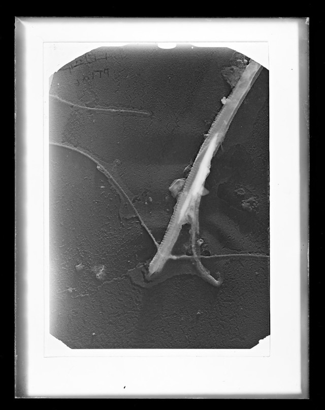 digitised image 1