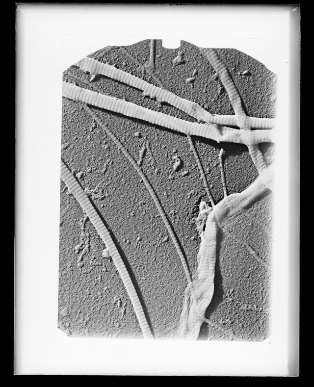 digitised image 1