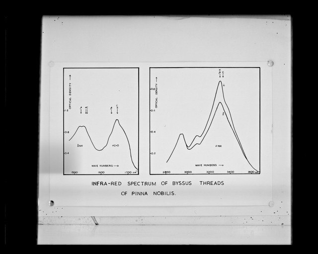 digitised image 1