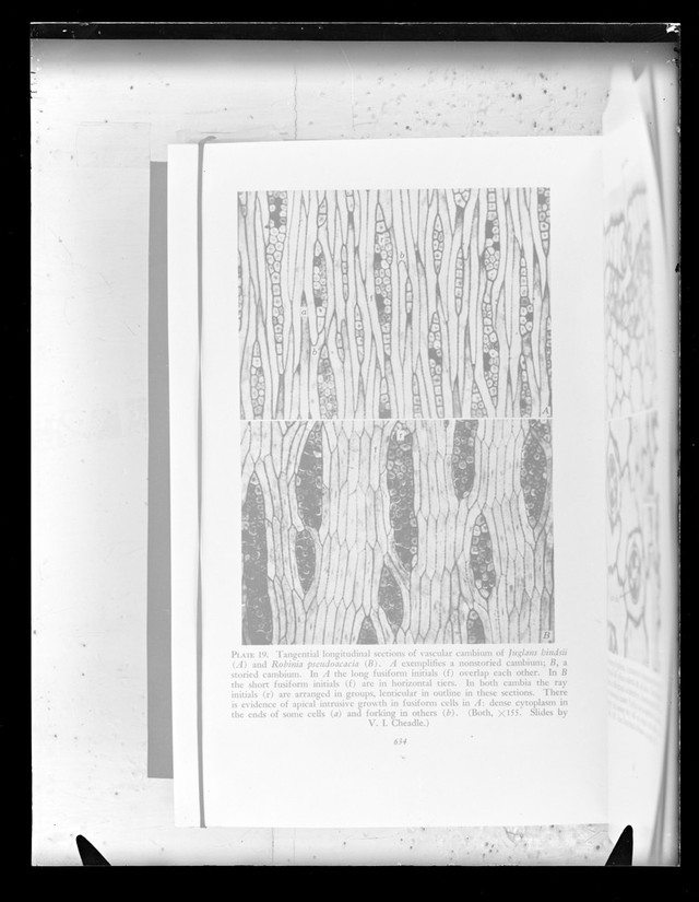digitised image 1