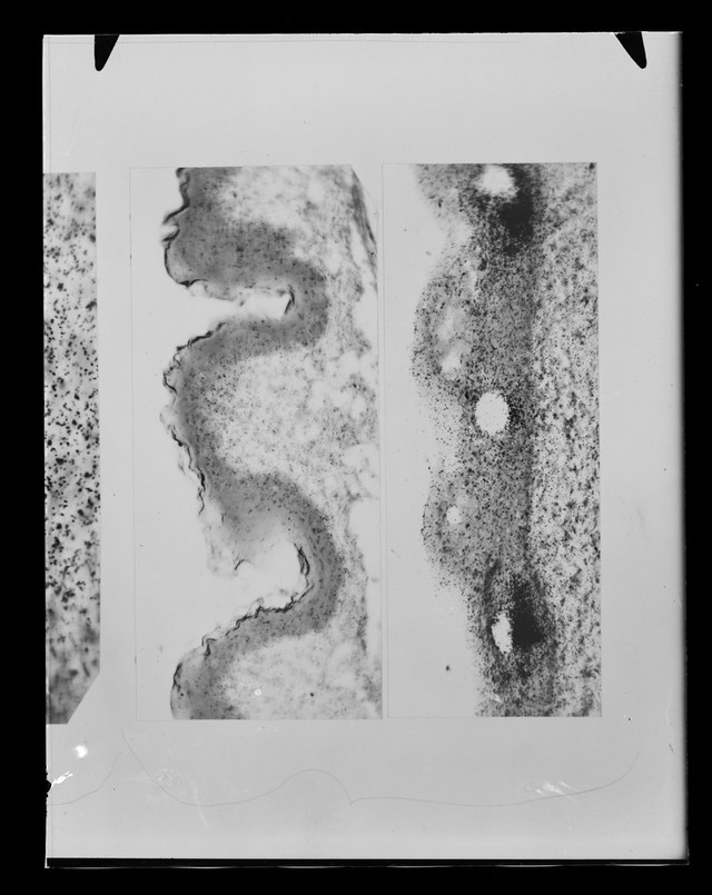 digitised image 1