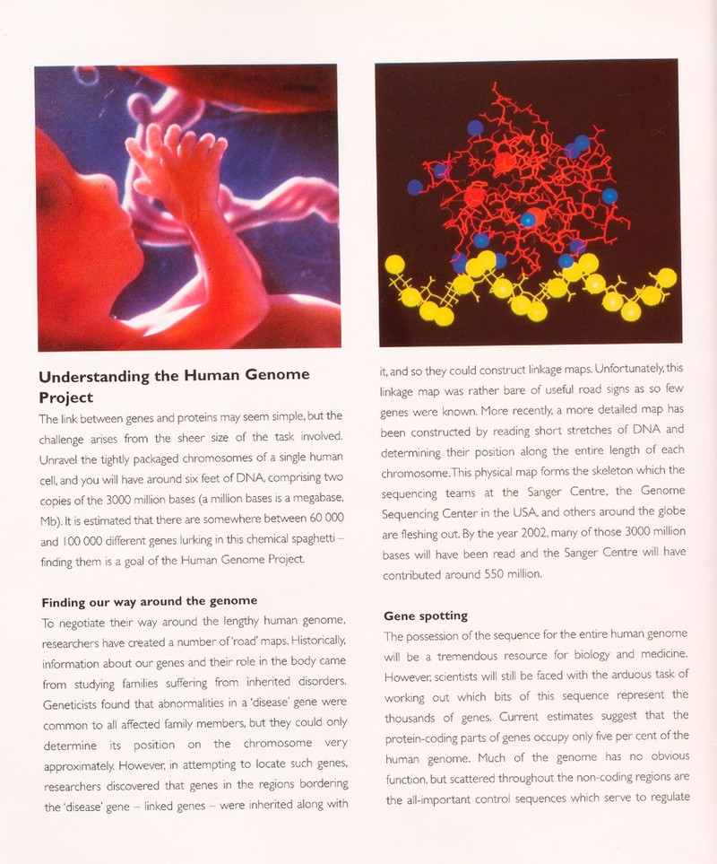 Understanding the Human Genome Project The link between genes and proteins may seem simple, but the challenge arises from the sheer size of the task involved. Unravel the tightly packaged chromosomes of a single human cell, and you will have around six feet of DNA, comprising two copies of the 3000 million bases (a million bases is a megabase, Mb). It is estimated that there are somewhere between 60 000 and 100 000 different genes lurking in this chemical spaghetti - finding them is a goal of the Human Genome Project. Finding our way around the genome To negotiate their way around the lengthy human genome, researchers have created a number of road' maps. Historically, information about our genes and their role in the body came from studying families suffering from inherited disorders. Geneticists found that abnormalities in a 'disease' gene were common to all affected family members, but they could only determine its position on the chromosome very approximately. However, in attempting to locate such genes, researchers discovered that genes in the regions bordering the 'disease' gene - linked genes - were inherited along with it, and so they could construct linkage maps. Unfortunately, this linkage map was rather bare of useful road signs as so few genes were known. More recently, a more detailed map has been constructed by reading short stretches of DNA and determining their position along the entire length of each chromosome.This physical map forms the skeleton which the sequencing teams at the Sanger Centre, the Genome Sequencing Center in the USA, and others around the globe are fleshing out. By the year 2002, many of those 3000 million bases will have been read and the Sanger Centre will have contributed around 550 million. Gene spotting The possession of the sequence for the entire human genome will be a tremendous resource for biology and medicine. However; scientists will still be faced with the arduous task of working out which bits of this sequence represent the thousands of genes. Current estimates suggest that the protein-coding parts of genes occupy only five per cent of the human genome. Much of the genome has no obvious function, but scattered throughout the non-coding regions are the all-important control sequences which serve to regulate