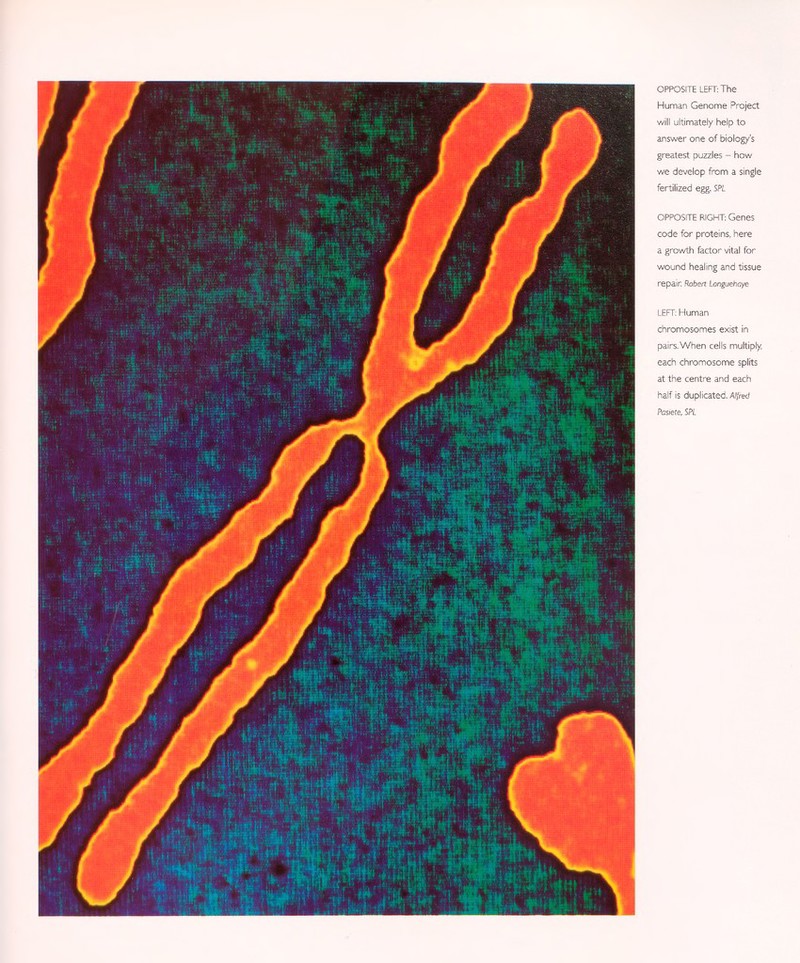 OPPOSITE LEFT: The Human Genome Project will ultimately help to answer one of biology's greatest puzzles - how we develop from a single fertilized egg. SPL OPPOSITE RIGHT: Genes code for proteins, here a growth factor vital for wound healing and tissue repair Robert Longuehaye LEFT: Human chromosomes exist in pairs. When cells multiply, each chromosome splits at the centre and each half is duplicated. Alfred Pasiete, SPL