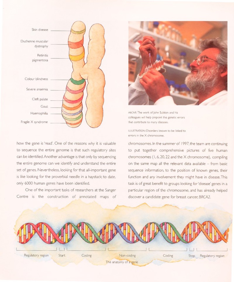 Skin disease Duchenne muscular dystrophy Retinitis pigmentosa Colour blindness Severe anaemia Cleft palate Gout Haemophilia Fragile X syndrome how the gene is 'read'. One of the reasons why it is valuable to sequence the entire genome is that such regulatory sites can be identified. Another advantage is that only by sequencing the entire genome can we identify and understand the entire set of genes. Nevertheless, looking for that all-important gene is like looking for the proverbial needle in a haystack; to date, only 6000 human genes have been identified. One of the important tasks of researchers at the Sanger Centre is the construction of annotated maps of ABOVE: The work of John Sulston and his colleagues will help pinpoint the genetic errors that contribute to many diseases. ILLUSTRATION: Disorders known to be linked to errors in the X chromosome. chromosomes. In the summer of 1997, the team are continuing to put together comprehensive pictures of five human chromosomes (1,6,20,22 and the X chromosome), compiling on the same map all the relevant data available - from basic sequence information, to the position of known genes, their function and any involvement they might have in disease.This task is of great benefit to groups looking for'disease'genes in a particular region of the chromosome, and has already helped discover a candidate gene for breast cancer BRCA2. J LJ I Regulatory region Start Coding Non-coding The anatomy of a^ene Coding Stop Regulatory region