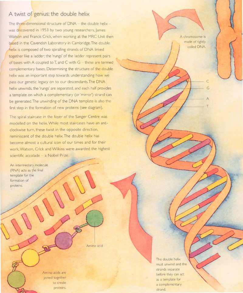 Amino acids are joined together to create proteins. A twist of genius: the double helix The thpéé-dimensional structure of DNA the double helix was discovered in 1953 by two young researchers, James Watson and Francis Crick, when working at the MR.C Unit then based in the Cavendish Laboratory in Cambridge.The double helix is composed of two spiralling strands of DNA linked together like a ladder; the 'rungs' of the ladder represent pairs of bases with A coupled toT and C with G these are termed complementary bases. Determining the structure of the double helix was an important step towards understanding how we pass our genetic legacy on to our descendants.The DNA helix unwinds, the 'rungs' are separated, and each half provides a template on which a complementary (or'mirror') strand can be generated.The unwinding of the DNA template is also the first step in the formation of new proteins (see diagram). The spiral staircase in the foyer of the Sanger Centre was modelled on the helix. While most staircases have an anti clockwise turn, these twist in the opposite direction, reminiscent of the double helix.The double helix has become almost a cultural icon of our times and for their work, Watson, Crick and Wilkins were awarded the highest scientific accolade - a Nobel Prize. Amino acid An intermediary molecule (RNA) acts as the final template for the formation of proteins. The double helix must unwind and the strands separate before they can act as a template for a complementary strand. A chromosome is made of tightly coiled DNA.