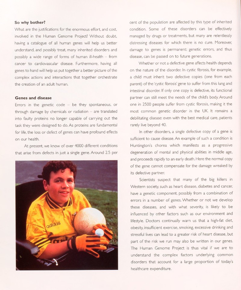 So why bother? What are the justifications for the enormous effort, and cost, involved in the Human Genome Project? Without doubt, having a catalogue of all human genes will help us better understand, and possibly treat, many inherited disorders and possibly a wide range of forms of human ill-health - from cancer to cardiovascular disease. Furthermore, having all genes to hand will help us put together a better picture of the complex actions and interactions that together orchestrate the creation of an adult human. Genes and disease Errors in the genetic code - be they spontaneous, or through damage by chemicals or radiation - are translated into faulty proteins no longer capable of carrying out the task they were designed to do. As proteins are fundamental for life, the loss or defect of genes can have profound effects on our health. At present, we know of over 4000 different conditions that arise from defects in just a single gene. Around 2.5 per L cent of the population are affected by this type of inherited condition. Some of these disorders can be effectively managed by drugs or treatments, but many are relentlessly distressing diseases for which there is no cure. Moreover; damage to genes is permanent: genetic errors, and thus disease, can be passed on to future generations. Whether or not a defective gene affects health depends on the nature of the disorder In cystic fibrosis, for example, a child must inherit two defective copies (one from each parent) of the 'cystic fibrosis' gene to suffer from this lung and intestinal disorder. If only one copy is defective, its functional partner can still meet the needs of the child's body. Around one in 2500 people suffer from cystic fibrosis, making it the most common genetic disorder in the UK. It remains a debilitating disease: even with the best medical care, patients rarely live beyond 40. In other disorders, a single defective copy of a gene is sufficient to cause disease. An example of such a condition is Huntington's chorea which manifests as a progressive degeneration of mental and physical abilities in middle age, and proceeds rapidly to an early death. Here the normal copy of the gene cannot compensate for the damage wreaked by its defective partner Scientists suspect that many of the big killers in Western society, such as heart disease, diabetes and cancer, have a genetic component, possibly from a combination of errors in a number of genes. Whether or not we develop these diseases, and with what severity, is likely to be influenced by other factors such as our environment and lifestyle. Doctors continually warn us that a high-fat diet, obesity, insufficient exercise, smoking, excessive drinking and stressful lives can lead to a greater risk of heart disease, but part of the risk we run may also be written in our genes. The Human Genome Project is thus vital if we are to understand the complex factors underlying common disorders that account for a large proportion of today's healthcare expenditure.