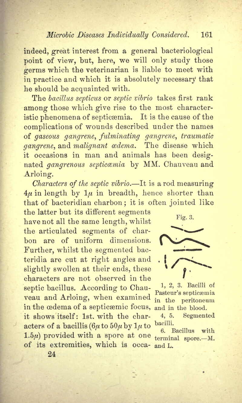 indeed, great interest from a general bacteriological point of view, but, here, we will only study those germs which the veterinarian is liable to meet with in practice and which it is absolutely necessary that he should be acquainted with. The bacillus septicus or septic vibrio takes first rank among those which give rise to the most character- istic phenomena of septicaemia. It is the cause of the complications of wounds described under the names of gaseous gangrene, fulminating gangrene, traumatic gangrene, and malignant oedema. The disease which it occasions in man and animals has been desig- nated gangrenous septicaemia by MM. Chauveau and Arloing. Characters of the septic vibrio.—It is a rod measuring ty in length by I// in breadth, hence shorter than that of bacteridian charbon; it is often jointed like the latter but its different segments have not all the same length, whilst the articulated segments of char- bon  are  of  uniform  dimensions. Further, whilst the segmented bac- teridia are cut at right angles and slightly swollen at their ends, these characters are not observed in the septic bacillus. According to Chau- ^ *> 2> ,3' Bacilli of ,  .  ,  . , .   ,  Pasteur s septicaemia veau and Arloing, when examined in the  peritoneum in the oaderna of a septicsemic focus, and in the blood, it shows itself: 1st. with the char-   4, 5.  Segmented acters of a bacillis (6/z to 50/* by I// to bacilli- _ N . ••  i   • i j. 6.  Bacillus  with 1.5/£) provided with a spore at one terminal Bpore._M. of its extremities, which is occa- and L. 24