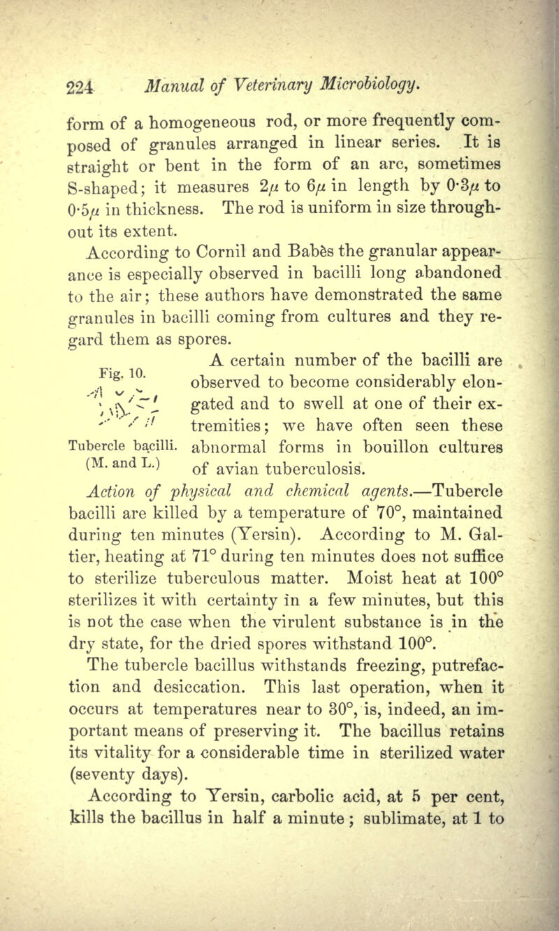 form of a homogeneous rod, or more frequently com- posed of granules arranged in linear series. It is straight or bent in the form of an arc, sometimes S-shaped; it measures 2fj. to 6// in length by 0-3/z to 0-5,« in thickness. The rod is uniform in size through- out its extent. According to Cornil and BabSs the granular appear- ance is especially observed in bacilli long abandoned to the air; these authors have demonstrated the same granules in bacilli coming from cultures and they re- gard them as spores. A certain number of the bacilli are ^ observed to become considerably elon- / \f^~L   gated and to swell at one of their ex- tremities;  we have often seen these Tubercle bacilli,  abnormal forms in bouillon cultures (M. and L.)    of ayian tuberculosis. Action of physical and chemical agents.—Tubercle bacilli are killed by a temperature of 70°, maintained during ten minutes (Yersin). According to M. Gal- tier, heating at 71° during ten minutes does not suffice to sterilize tuberculous matter. Moist heat at 100° sterilizes it with certainty in a few minutes, but this is not the case when the virulent substance is in the dry state, for the dried spores withstand 100°. The tubercle bacillus withstands freezing, putrefac- tion and desiccation. This last operation, when it occurs at temperatures near to 30°, is, indeed, an im- portant means of preserving it. The bacillus retains its vitality for a considerable time in sterilized water (seventy days). According to Yersin, carbolic acid, at 5 per cent, kills the bacillus in half a minute ; sublimate, at 1 to