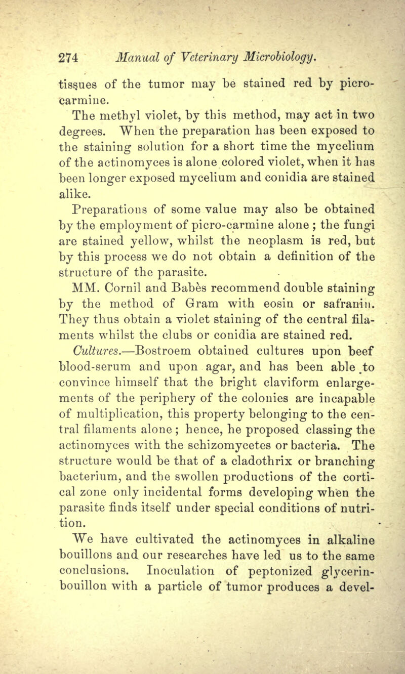 tissues of the tumor may be stained red by picro- carmine. The methyl violet, by this method, may act in two degrees. When the preparation has been exposed to the staining solution for a short time the mycelium of the actinomyces is alone colored violet, when it has been longer exposed mycelium and conidia are stained alike. Preparations of some value may also be obtained by the employment of picro-carmine alone ; the fungi are stained yellow, whilst the neoplasm is red, but by this process we do not obtain a definition of the structure of the parasite. MM. Cornil and Babes recommend double staining by the method of Gram with eosin or safranin. They thus obtain a violet staining of the central fila- ments whilst the clubs or conidia are stained red. Cultures.—Bostroem obtained cultures upon beef blood-serum and upon agar, and has been able .to convince himself that the bright claviform enlarge- ments of the periphery of the colonies are incapable of multiplication, this property belonging to the cen- tral filaments alone ; hence, he proposed classing the actinomyces with the schizomycetes or bacteria. The structure would be that of a cladothrix or branching bacterium, and the swollen productions of the corti- cal zone only incidental forms developing when the parasite finds itself under special conditions of nutri- tion. We have cultivated the actinomyces in alkaline bouillons and our researches have led us to the same conclusions. Inoculation of peptonized glycerin- bouillon with a particle of tumor produces a devel-