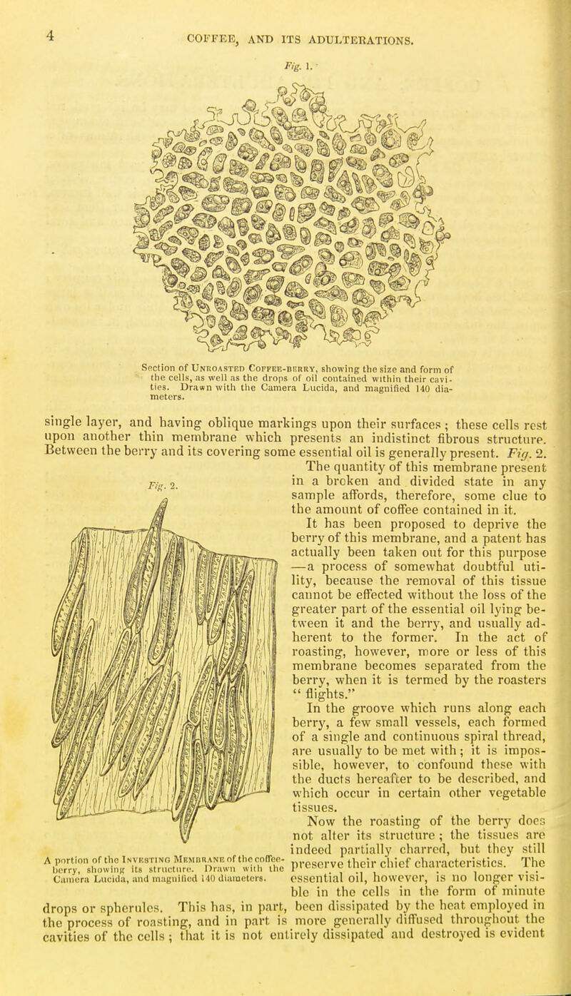 F'g. 1. F'l'- 2. Rfiction of Unuoasted Coffee-derry, showing the size and form of the cells, as well as the drops of oil contained within their cavi- ties. Drawn with the Camera Lucida, and magnified 140 dia- meters. single layer, and having oblique markings upon their surfaces ; these cells rest upon another thin membrane which presents an indistinct fibrous structure. Between the berry and its covering some essential oil is generally present. Fiff. 2. The quantity of this membrane present in a broken and divided state in any sample affords, thei-efore, some clue to the amount of coffee contained in it. It has been proposed to deprive the berry of this membrane, and a patent has actually been taken out for this purpose —a process of somewhat doubtful uti- lity, because the removal of this tissue cannot be effected without the loss of the greater part of the essential oil lying be- tween it and the berry, and usually ad- herent to the former. In the act of roasting, however, more or less of this membrane becomes separated from the berry, when it is termed by the roasters  flights. In the groove which runs along each berrj', a few small vessels, each formed of a single and continuous spiral thread, are usually to be met with ; it is impos- sible, however, to confound those with the ducts hereafter to be described, and which occur in certain other vegetable tissues. Now the roasting of the berry docs not alter its structure ; the tissues are indeed partially charred, but they still preserve their chief characteristics. The essential oil, however, is no longer visi- ble in the cells in the form of minute drops or spherules. This has, in part, been dissipated by the heat employed in the process of roasting, and in part is more generally diffused throughout the cavities of the cells ; that it is not entirely dissipated and destroyed is evident A portion of the Investing MRMnnANE of the coffee- berry, showing its structure. Ilrawn wiili the Camera Lucida, and magnified 140 diameters.