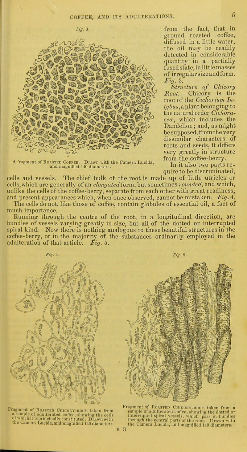 I'ig. 3. from the fact., that in ground roasted coffee, diffused in a little water, the oil may be readily detected in considerable quantity in a partially fused state, in little masses of irregular size and form. Fig. 3, Structure of Chicory Root. — Chicory is the root of the Cichoi-ium In- tybus, a plant belonging to the natural order Cichora- be supposed, from the very dissimilar characters of roots and seeds, it differs very greatly in structure from the cofi'ee-berry. In it also two parts re- quire to be discriminated, cells and vessels. The chief bulk of the root is made up of little utricles or cells, which are generally of an elongated form, but sometimes rounded, and which, unlike the cells of the coffee-berry, separate from each other with great readiness, and present appearances which, when once observed, cannot be mistaken. Fig. 4. The cells do not, like those of coffee, contain globules of essential oil, a fact of much importance. Running through the centre of the root, in a longitudinal direction, are bundles of vessels varying greatly in size, but all of the dotted or interrupted spiral kind. Now there is nothing analogous to these beautiful structures in the coffee-berry, or in the majority of the substances ordinarily employed in the adulteration of that article. Fig. 5. A fragment of Roasted Coffee. Drawn with the Camera Lucida, and magnified 140 diameters. Fig. 4. , 5. Fragment of Roasted CiiicoRY-Root, taken from a sample of adulterated colTee, showing the cells of which it is nrinciiially constituted. Drawn with the Camera Lucida, and magnified 140 diameters. Fragment of Roasted CHiconv-RooT, taken from a •ample of adulterated codee, showing the dotted or Interrupted spiral vessels, which pass in bundles through the central parts of the root. Drawn with the Camera Lucida, and magnified 140 diameters. 3