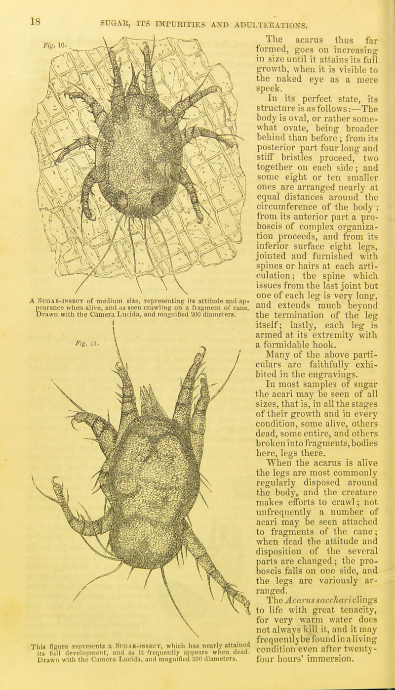 A Suqah-insect of medium size, representing its attitude and ap- £Rarance when alive, and iis seen crawling on a fragment of cane, trawn with the Camera Lucida, and magnified 200 diameters. ( The acarus thus far formed, goes on increasing in size until it attains its full growth, when it is visible to the naked eye as a mere speck. In its perfect state, its structure is as follows:—The body is oval, or rather some- what ovate, being broader behind than before ; from its posterior part four long and stiff bristles proceed, two together on each side; and some eight or ten smaller ones are arranged nearly at equal distances around the circumference of the body ; from its anterior part a pro- boscis of complex organiza- tion proceeds, and from its inferior surface eight legs, jointed and furnished with spines or hairs at each arti- culation ; the spine which issues from the last joint but one of each leg is very long, and extends much beyond the termination of the leg itself; lastly, each leg is armed at its extremity with a formidable hook. Many of the above parti- culars are faithfully exhi- bited in the engravings. In most samples of sugar the acari may be seen of all sizes, that is, in all the stages of their growth and in every condition, some alive, others dead, some entire, and others broken into fragments, bodies here, legs there. When the acarus is alive the legs are most commonly regularly disposed around the body, and the creature makes efforts to crawl; not unfrequently a number of acari may be seen attached to fragments of the cane; when dead the attitude and disposition of the several parts are changed; the pro- boscis falls on one side, and the legs are variously ar- ranged. The Acarus saccharicVmgs to life with great tenacity, for very warm water does not always kill it, and it may . , frequentlybe found in aliving TliiJ figure represenU a Si-oah-insect. which has nearly attamcd „„j,t|Uion even after twentv- its full development, and as it frequently appears when dead. COnuillOll tvcii dilLi iwciiL^ Uriiwn with the Camera Lucida, and magnifiid 'JUO diameters. four hoUrs' immcrsiOn.