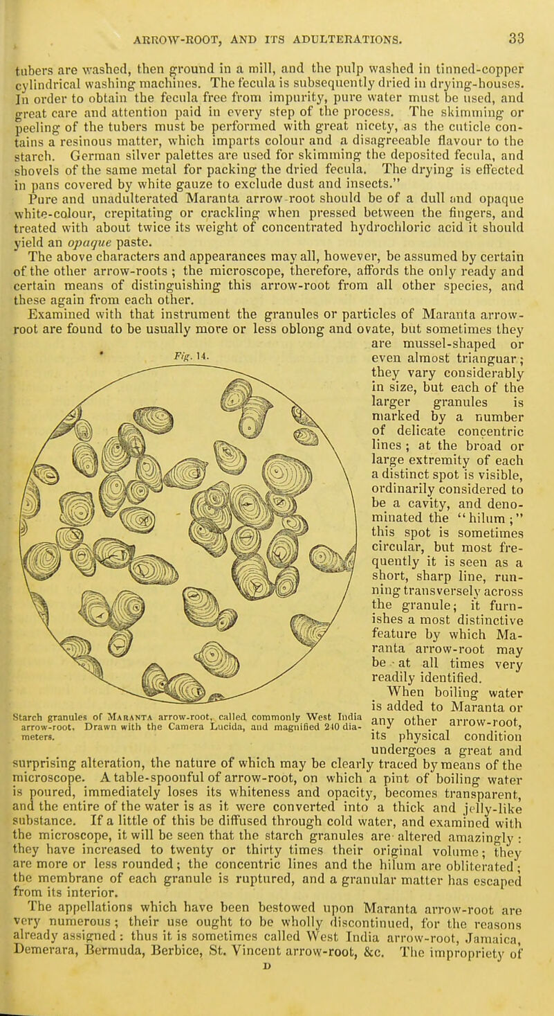 tubers are washed, then ground in a mill, and the pulp washed in tinned-copper cylindrical washing machines. The fecula is subsequently dried in drying-houses. In oider to obtain the fecula free from impurity, pure water must be used, and great care and attention paid in every step of the process. The skimming or peeling of the tubers must be performed with great nicety, as the cuticle con- tains a resinous matter, which imparts colour and a disagreeable flavour to the starch. German silver palettes are used for skimming the deposited fecula, and shovels of the same metal for packing the dried fecula. The drying is effected in pans covered by white gauze to exclude dust and insects. Pure and unadulterated Maranta arrow-root should be of a dull and opaque white-colour, crepitating or crackling when pressed between the fingers, and treated with about twice its weight of concentrated hydrochloric acid it should yield an opaque paste. The above characters and appearances may all, however, be assumed by certain of the other arrow-roots ; the microscope, therefore, affords the only ready and certain means of distinguishing this arrow-root from all other species, and these again from each other. Examined with that instrument the granules or particles of Maranta arrow- root are found to be usually more or less oblong and ovate, but sometimes they are mussel-shaped or even almost trianguar; they vary considerably in size, but each of the larger granules is marked by a number of delicate concentric lines ; at the broad or large extremity of each I a distinct spot is visible, \ ordinarily considered to \ be a cavity, and deno- minated the hilum; this spot is sometimes A circular, but most fre- |f quently it is seen as a 7 short, sharp line, run- / ning transversely across the granule; it furn- ishes a most distinctive feature by which Ma- ranta arrow-root may be • at all times very readily identified. When boiling water is added to Maranta or Starch granules of Maranta arrow-root, called commonly West India nnv n^ha^• a^^t^mtr i.-^^f arrow-root. Drawn with the Camera Lucida, and magniBed 240 dia- .J dllOW-lOOr, meters. its physical Condition undergoes a great and surprising alteration, the nature of which may be clearly traced by means of the microscope. A table-spoonful of arrow-root, on which a pint of boiling water is poured, immediately loses its whiteness and opacity, becomes transparent, and the entire of the water is as it were converted into a thick and jelly-like substance. If a little of this be diffused through cold water, and examined with the microscope, it will be seen that the starch granules are altered amazingly : they have increased to twenty or thirty times their original volume; they are more or less rounded; the concentric lines and the hilum are obliterated; the membrane of each granule is ruptured, and a granular matter has escaped from its interior. The appellations which have been bestowed upon Maranta arrow-root are very numerous ; their use ought to be wholly discontinued, for the reasons already assigned : thus it is sometimes called West India arrow-root, Jamaica, Demerara, Bermuda, Berbice, St. Vincent arrow-root, &c. Tlie impropriety of D Fig. 14.