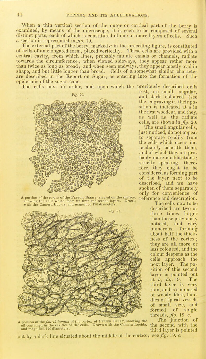 When a thin vertical section of the outer or cortical part of the berry is examined, by means of the microscope, it is seen to be composed of several distinct parts, each of which is constituted of one or more layers of cells. Such a section is represented in Ji(j. 19. The external part of the berry, marked a in the preceding figure, is constituted of cells of an elongated form, placed vertically. These cells are provided wiih a central cavity, from which lines, probably minute canals or channels, radiate towards the circumference ; when viewed sideways, they appear rather more than twice as long as broad ; and when seen endways, they appear mostly oval in shape, and but little longer than broad. Cells of a somewhat similar character are described in the Report on Sugar epidermis of the sugar-cane. The cells next in order, and upon as entering into the formation of the which the Fm. 20. previously described cells rest, are small, angular, and dark coloured (see the engraving); their po- sition is indicated at a in the first woodcut, and they, as well as the radiate cells, are shown in jig. 20. The small angular cells, just noticed, do not appear to separate readily from the cells which occur im- mediately beneath them, and of which tliey are pro- bably mere modifications; strictly speaking, there- fore, they ought to be considered as forming part of the layer next to be described, and we have spoken of them separately only for convenience of reference and description. The cells now to be described are two or three times larger than those previously noticed, and very numerous, forming about half the thick- ness of the cortex ; they are all more or less coloured, and the colour deepens as the cells approach the next layer. The po- sition of this second layer is pointed out at /^ fig. 19. The third layer is very thin, and is composed of woody fibre, bun- dles of spiral vessels of small size, and formed of single threads, fig. 19. c. A portion of thfi/««)M/uw/Hrt of the cortex of Peppkh nmiiiY, sliowins tlio Ihe junction of oil cont.iineil in tlio cavitios of the cells. Drawn with the CKmera Lucida, seCOlld with the and magnif.ed 120 diameters. ^j^j^.^j ^^^^^ po5„ted out by a dark line situated about the middle of the cortex ; sccfig. 19. c. A portion of the corlcx of tlie Pepimcr-Beury, viewed on the snrfacp, sliowing the cells which form its first and second layers. Drawn with the Camera Lucida, and magnified 120 diameters. Fig. 21.