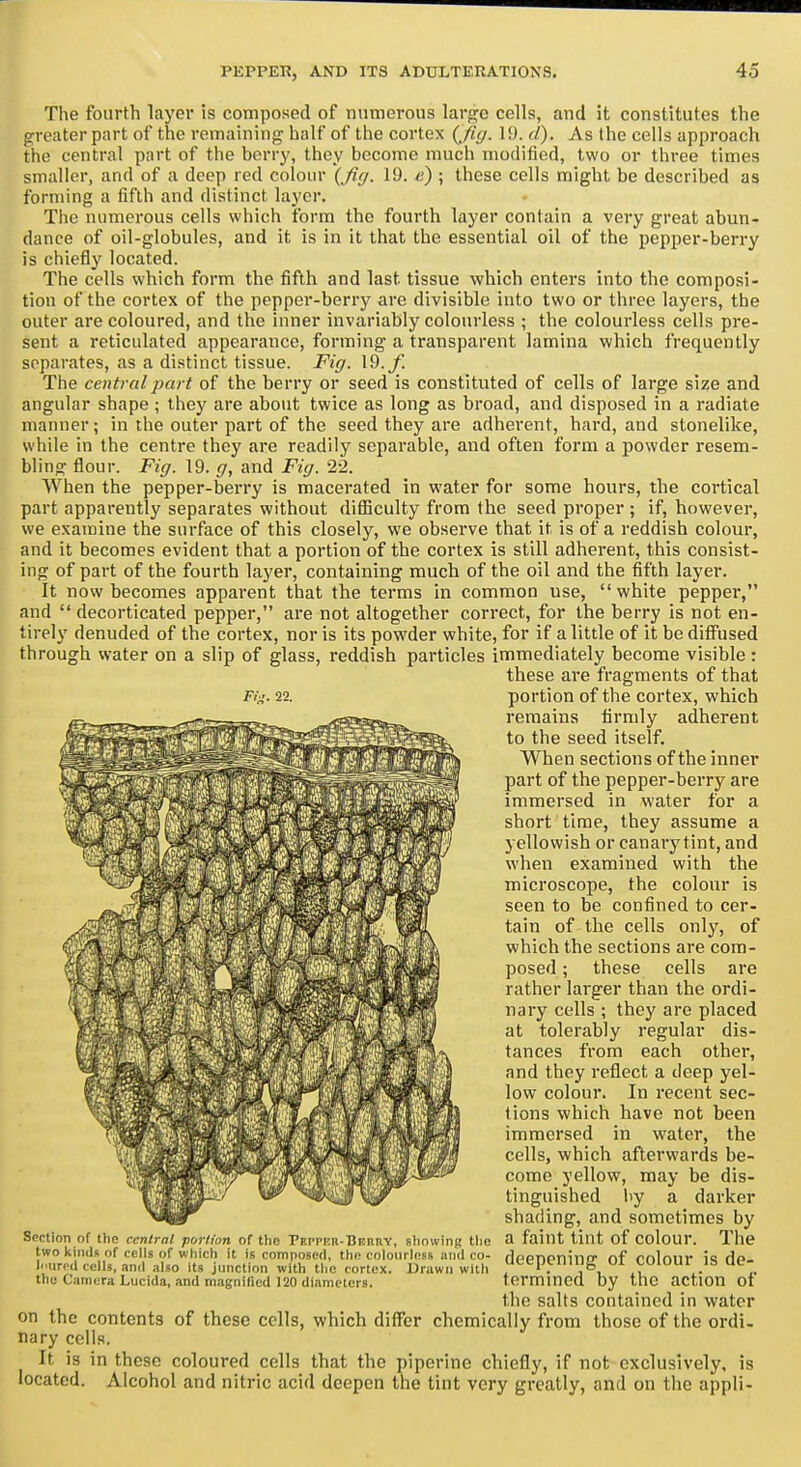 The fourth layer is composed of numerous larg^c cells, and it constitutes the greater part of the remaining half of the cortex {fuj. 19. c/). As the ceils approach the central part of the berry, they become much modified, two or three times smaller, and of a deep red colour {fiy. 19. £) ; these cells might be described as forming a fifth and distinct layer. The numerous cells which form the fourth layer contain a very great abun- dance of oil-globules, and it is in it that the essential oil of the pepper-berry is chiefly located. The cells which form the fifth and last tissue which enters into the composi- tion of the cortex of the pepper-berry are divisible into two or three layers, the outer are coloured, and the inner invariably colourless ; the colourless cells pre- sent a reticulated appearance, forming a transparent lamina which frequently separates, as a di.stinct tissue. Fig. 19./. The central part of the berry or seed is constituted of cells of large size and angular shape ; they are about twice as long as broad, and disposed in a radiate manner; in the outer part of the seed they are adherent, hard, and stonelike, while in the centre they are readily separable, and often form a powder resem- bling flour. Fig. 19. g, and Fig. 22. When the pepper-berry is macerated in water for some hours, the cortical part apparently separates without diflSculty from the seed proper ; if, however, we examine the surface of this closely, we observe that it is of a reddish colour, and it becomes evident that a portion of the cortex is still adherent, this consist- ing of part of the fourth layer, containing much of the oil and the fifth layer. It now becomes apparent that the terms in common use, white pepper, and decorticated pepper, are not altogether correct, for the berry is not en- tirely denuded of the cortex, nor is its powder white, for if a little of it be diffused through water on a slip of glass, reddish particles immediately become visible: these are fragments of that Fin. 22. portion of the cortex, which remains firmly adherent to the seed itself. When sections of the inner part of the pepper-berry are immersed in water for a short time, they assume a yellowish or canary tint, and when examined with the microscope, the colour is seen to be confined to cer- tain of the cells only, of which the sections are com- posed ; these cells are rather larger than the ordi- nary cells ; they are placed at tolerably regular dis- tances from each other, and they reflect a deep yel- low colour. In recent sec- tions which have not been immersed in water, the cells, which afterwards be- come yellow, may be dis- tinguished by a darker shading, and sometimes by a faint tint of colour. The deepening of colour is de- termined by the action of the salts contained in water on the contents of these cells, which differ chemically from those of the ordi- nary cells. It is in these coloured cells that the piperine chiefly, if not exclusively, is Alcohol and nitric acid deepen the tint very greatly, and on the appli- Scction of the central portion of the Pp.ppnu-BF.nnY, showing tlie two kinds of cells of which it is composed, the colourless and co- Inured cells, and also its junction with the cortex. Druwn with the Camera Lucida, and magnified 120 diameters. located.