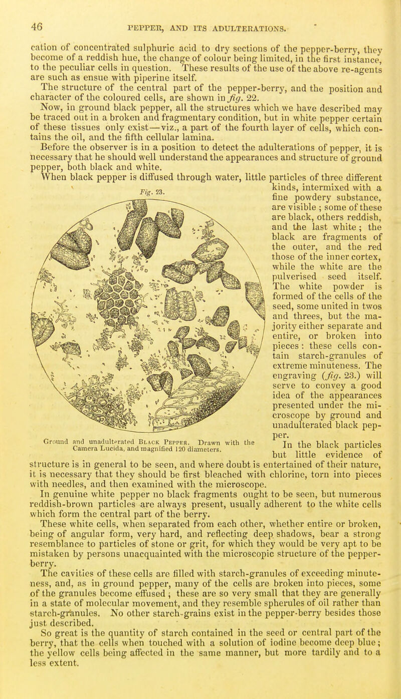 cation of concentrated sulphuric acid to dry sections of the pepper-berry, they become of a i-eddish hue, the change of colour being limited, in the first instance, to the peculiar cells in question. These results of the use of the above re-agents are such as ensue with piperine itself. The structure of the central part of the pepper-berry, and the position and character of the coloured cells, are shown in fig. 22. Now, in ground black pepper, all the structures which we have described may be traced out in a broken and fragmentary condition, but in white pepper certain of these tissues only exist—viz., a part of the fourth layer of cells, which con- tains the oil, and the fifth cellular lamina. Before the observer is in a position to detect the adulterations of pepper, it is necessary that he should well understand the appearances and structure of ground pepper, both black and white. When black pepper is diflfused through water, little particles of three different kinds, intermixed with a Fig. 23. Ground and unadulttrated Black Pepper. Drawn with the Camera Lucida, and magnified 120 diameters. fine powdery substance, are visible ; some of these are black, others reddish, and the last white ; the black are fragments of the outer, and the red those of the inner cortex, while the white are the pulverised seed itself. The white powder is formed of the cells of the seed, some united in twos and threes, but the ma- jority either separate and entire, or broken into pieces : these cells con- tain starch-granules of extreme minuteness. The engraving {fig. 23.) will serve to convey a good idea of the appearances presented under the mi- croscope by ground and unadulterated black pep- per. In the black particles but little evidence of structure is in general to be seen, and where doubt is entertained of their nature, it is necessary that they should be first bleached with chlorine, torn into pieces with needles, and then examined with the microscope. In genuine white pepper no black fragments ought to be seen, but numerous reddish-brown particles are always present, usually adherent to the white cells which form the central part of the berry. These white cells, when separated from each other, whether entire or broken, being of angular form, very hard, and reflecting deep, shadows, bear a strong resemblance to particles of stone or grit, for which they would be very apt to be mistaken by persons unacquainted with the microscopic structure of the pepper- berry. The cavities of these cells are tilled with starch-granules of exceeding minute- ness, and, as in ground pepper, many of the cells are broken into pieces, some of the granules become effused ; these are so very small that they are generally in a state of molecular movement, and they resemble spherules of oil rather than starch-granules. No other starch-grains exist in the pepper-berry besides those just described. So great is the quantity of starch contained in the seed or central part of the berry, that the cells when touched with a solution of iodine become deep blue; the yellow cells being affected in the same manner, but more tardily and to a less extent.