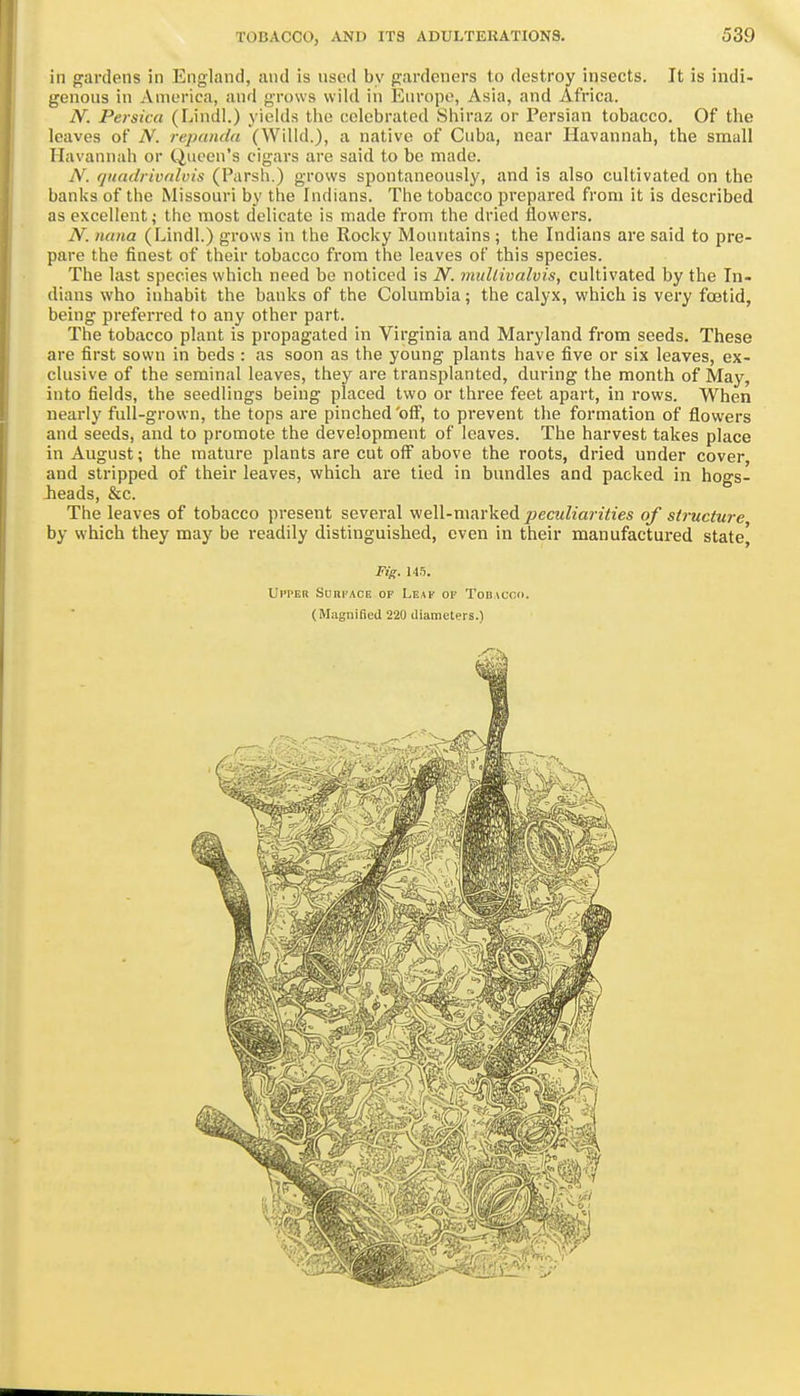 in gardens in England, and is nsod by gardeners to destroy insects. It is indi- genous in America, and grows wild in Enrope, Asia, and Africa. IV. Persica (Lindl.) yields the celebrated Shiraz or Persian tobacco. Of the leaves of N. rejxinda (Willd.), a native of Cuba, near Havannah, the small Havannah or Queen's cigars are said to be made. N. qundrionlvis (Parsh.) grows spontaneously, and is also cultivated on the banks of the Missouri by the Indians. The tobacco prepared from it is described as excellent; the most delicate is made from the dried flowers. N. nana (Lindl.) grows in the Rocky Mountains ; the Indians are said to pre- pare the finest of their tobacco from the leaves of this species. The last species which need be noticed is N. midiivalvis, cultivated by the In- dians who inhabit the banks of the Columbia; the calyx, which is very fcBtid, being preferred to any other part. The tobacco plant is propagated in Virginia and Maryland from seeds. These are first sown in beds : as soon as the young plants have five or six leaves, ex- clusive of the seminal leaves, they are transplanted, during the month of May, into fields, the seedlings being placed two or three feet apart, in rows. When nearly full-grown, the tops are pinched'oiF, to prevent the formation of flowers and seeds, and to promote the development of leaves. The harvest takes place in August; the mature plants are cut off above the roots, dried under cover, and stripped of their leaves, which are tied in bundles and packed in hogs- heads, &c. The leaves of tobacco present several well-marked peculiarities of st7-ucture by which they may be readily distinguished, even in their manufactured state' Fig. 145. Upper Surpace of Leap of Tobacoo.