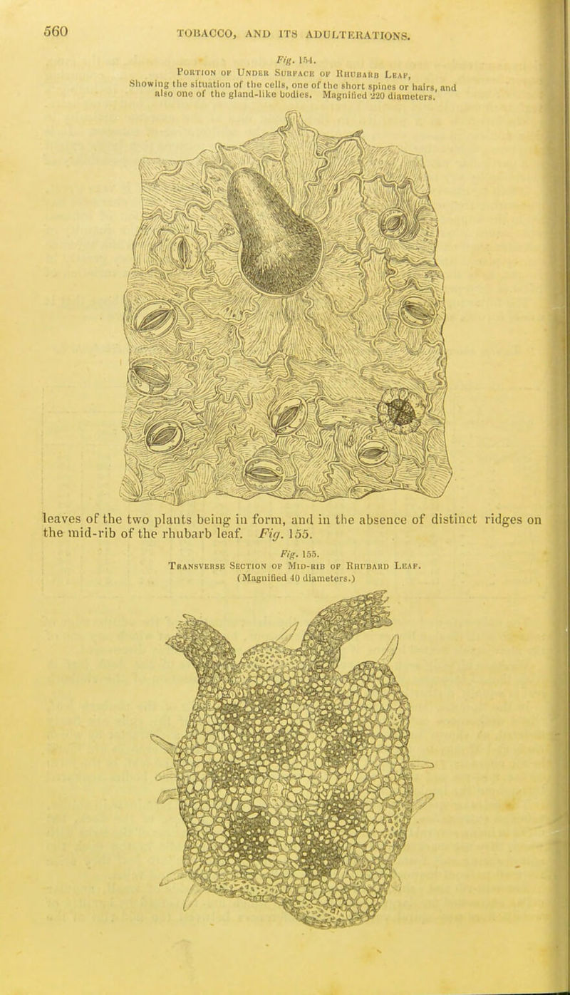 Fig. 154. Portion ok Undeii Suiikace oi' Riiiiuaiid Leah, Showing Ihe situation of tlie cells, one of the short spines or hairs and also one of the gland-like bodies. Magnilicd '^20 diameters.' leaves of the two plants being in form, and in the absence of distinct ridges on the mid-rib of the rhubarb leaf. Fiff. 135. Fig. 155. Transverse Section op Mid-rib of Rhi'bahd Leaf. (Magnified 40 diameters.)