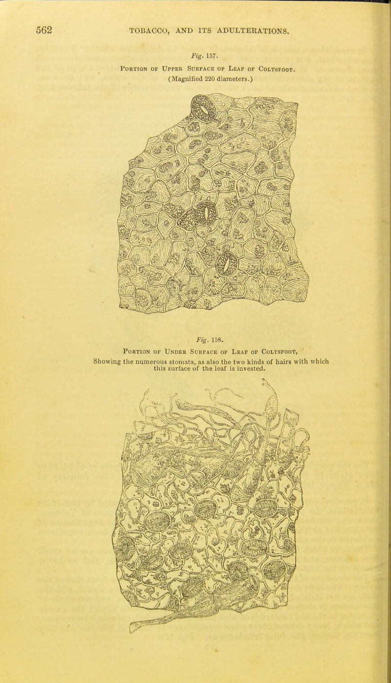 Fig. 157. Portion of Uppeii Surface op Leap op Coltsfoot. (Magnified 220 diameters.) Fig. 158. Portion of Under Surface of Leaf of Coltsfoot, Showing tlie numerous stomata, as also tlie two liinds of hairs with which this surface of the leaf is invested.