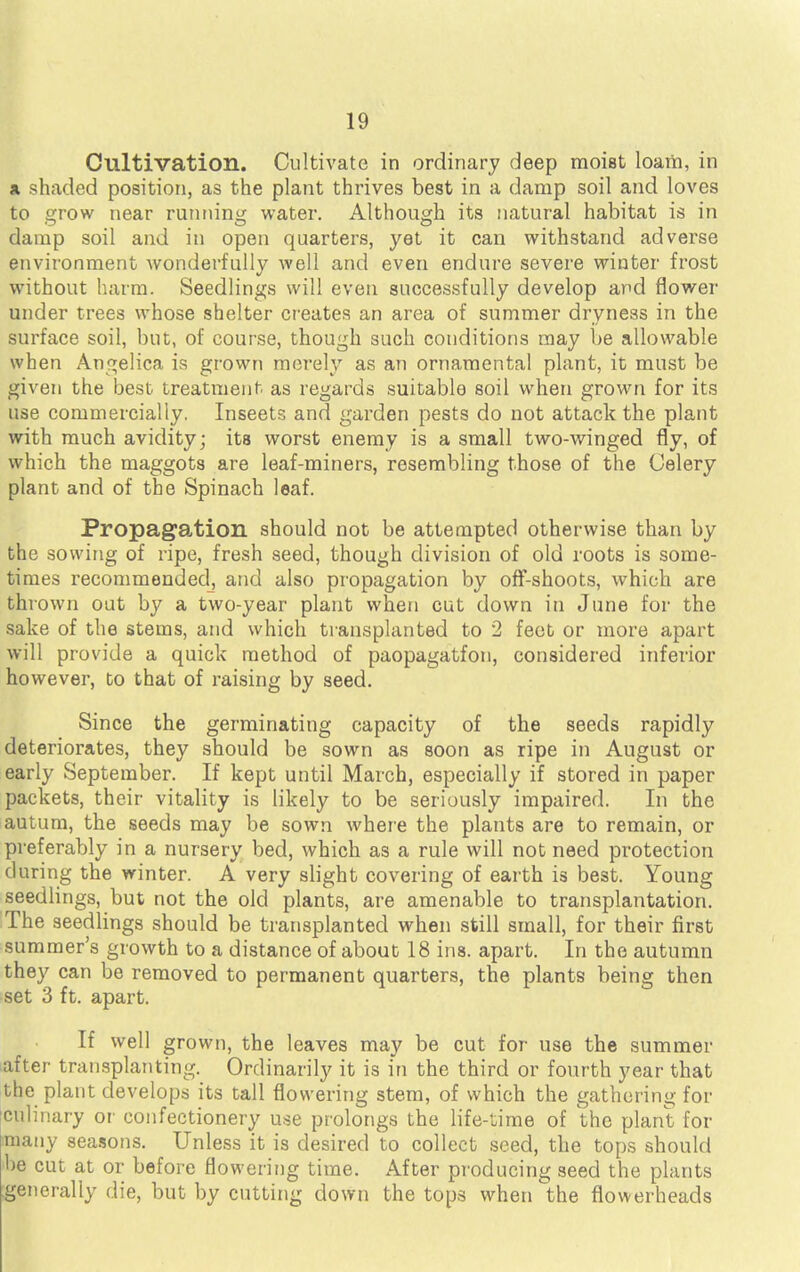 Cultivation. Cultivate in ordinary deep moist loam, in a shaded position, as the plant thrives best in a damp soil and loves to grow near running water. Although its natural habitat is in damp soil and in open quarters, yet it can withstand adverse environment wonderfully well and even endure severe winter frost without harm. Seedlings will even successfully develop and flower under trees whose shelter creates an area of summer dryness in the surface soil, but, of course, though such conditions may be allowable when Angelica is grown merely as an ornamental plant, it must be given the best treatment as regards suitable soil when grown for its use commercially. Inseets and garden pests do not attack the plant with much avidity; its worst enemy is a small two-winged fly, of which the maggots are leaf-miners, resembling those of the Celery plant and of the Spinach leaf. Propagation should not be attempted otherwise than by the sowing of ripe, fresh seed, though division of old roots is some- times recommended, and also propagation by off-shoots, which are thrown out by a two-year plant when cut down in June for the sake of the stems, and which transplanted to 2 feet or more apart will provide a quick method of paopagatfon, considered inferior however, to that of raising by seed. Since the germinating capacity of the seeds rapidly deteriorates, they should be sown as soon as ripe in August or early September. If kept until March, especially if stored in paper packets, their vitality is likely to be seriously impaired. In the autum, the seeds may be sown where the plants are to remain, or preferably in a nursery bed, which as a rule will not need protection during the winter. A very slight covering of earth is best. Young seedlings, but not the old plants, are amenable to transplantation. The seedlings should be transplanted when still small, for their first summer's growth to a distance of about 18 ins. apart. In the autumn they can be removed to permanent quarters, the plants being then set 3 ft. apart. If well grown, the leaves may be cut for use the summer after transplanting. Ordinarily it is in the third or fourth year that the plant develops its tall flowering stem, of which the gathering for culinary or confectionery use prolongs the life-time of the plant for many seasons. Unless it is desired to collect seed, the tops should be cut at or before flowering time. After producing seed the plants generally die, but by cutting down the tops when the flowerheads