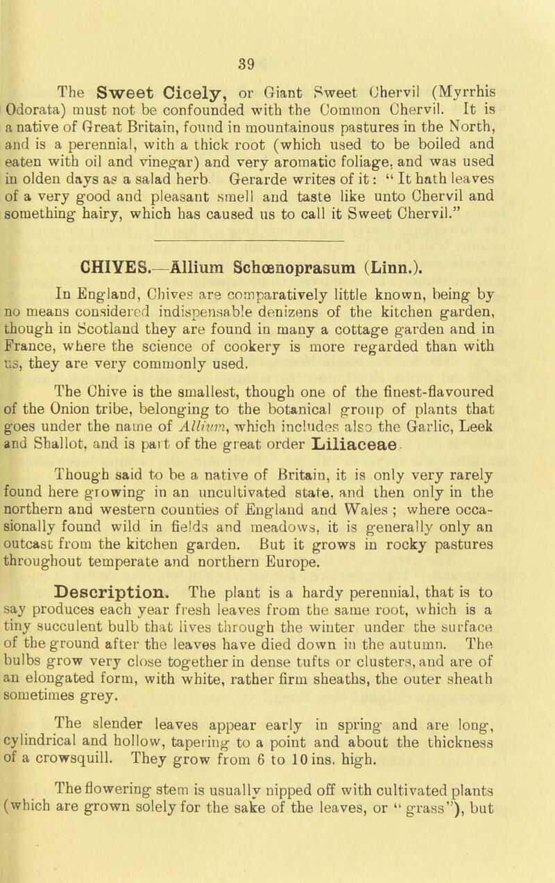 The Sweet Cicely, or Giant Sweet Chervil (Myrrhis Odorata) must not be confounded with the Common Chervil. It is a native of Great Britain, found in mountainous pastures in the North, and is a perennial, with a thick root (which used to be boiled and eaten with oil and vinegar) and very aromatic foliage, and was used in olden days as a salad herb. Gerarde writes of it:  It hath leaves of a very good and pleasant smell and taste like unto Chervil and something hairy, which has caused us to call it Sweet Chervil. CHIYES.—Allium Schoenoprasum (Linn.). In England, Chives are comparatively little known, being by no means considered indispensable denizens of the kitchen garden, though in Scotland they are found in many a cottage garden and in France, where the science of cookery is more regarded than with us, they are very commonly used. The Chive is the smallest, though one of the finest-flavoured of the Onion tribe, belonging to the botanical group of plants that goes under the name of Allium, which includes also the Garlic, Leek and Shallot, and is part of the great order Liliaceae Though said to be a native of Britain, it is only very rarely found here growing in an uncultivated state, and then only in the northern and western counties of England and Wales ; where occa- sionally found wild in fields and meadows, it is generally only an outcast from the kitchen garden. But it grows in rocky pastures throughout temperate and northern Europe. Description. The plant is a hardy perennial, that is to say produces each year fresh leaves from the same root, which is a tiny succulent bulb that lives through the winter under the surface of the ground after the leaves have died down in the autumn. The bulbs grow very close together in dense tufts or clusters, and are of an elongated form, with white, rather firm sheaths, the outer sheath sometimes grey. The slender leaves appear early in spring and are long, cylindrical and hollow, tapering to a point and about the thickness of a crowsquill. They grow from 6 to 10 ins. high. The flowering stem is usually nipped off with cultivated plants (which are grown solely for the sake of the leaves, or  grass), but