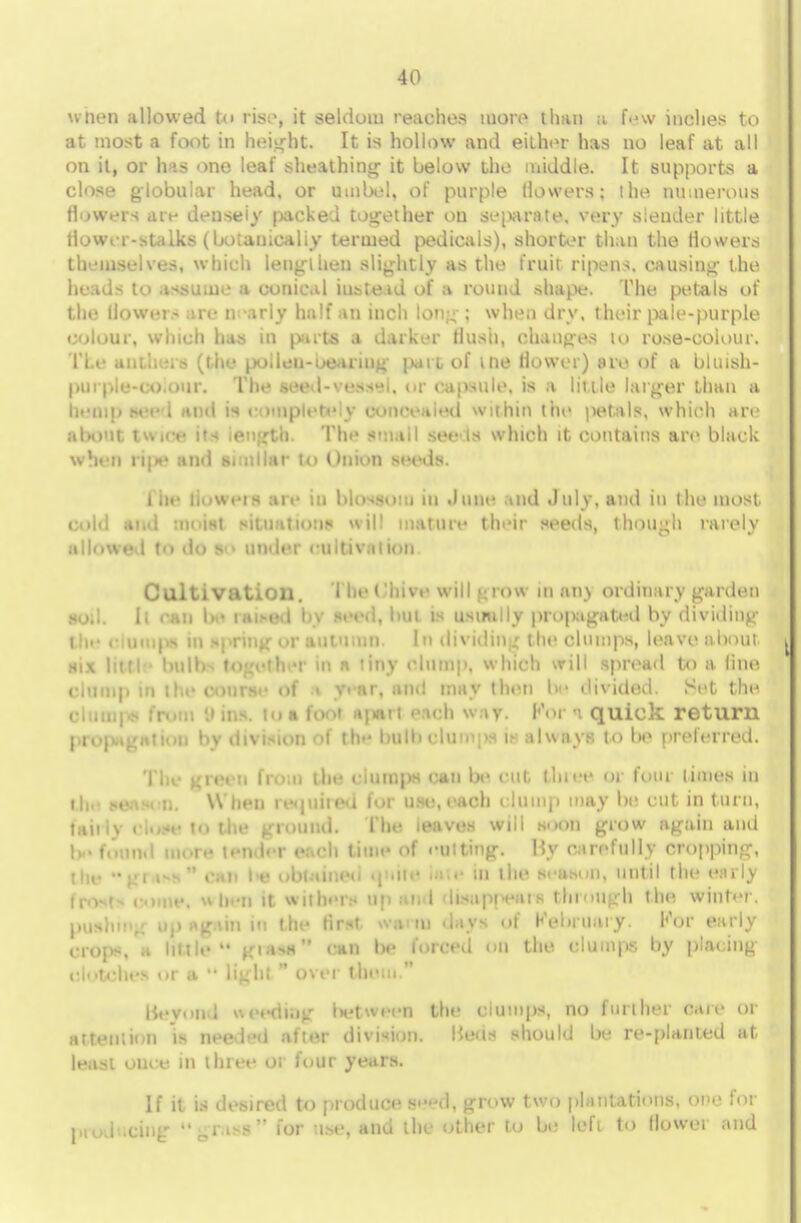 wnen allowed t<> rise, it seldom reaches more than r few inches to at most a foot in height. It is hollow and either has no leaf at all on it, or has one leaf sheathing1 it below the middle. It supports a close globular head, or umbel, of purple Bowers; ihe numerous flowers are densely jxicked together ou geparate, ?6ty slender little flower-stalks (botauicaliy termed pedicals), shorter than the flowers themselves, which lengthen slightly as the fruit ripens, causing the heads to assume a conical iusteid of a round .shape. The petals of the liowei> art- nearly half an inch Ioti- ; when dry, their pale-purple colour, which has in parts a darker flush, changes io rose-colour. The anthers (the pollen-bearing part of me flower) are of a bliush- DUrpte-OOiour. Toe seed-vessel, or capsule, is a little larger than a hemp mm* I and is complete v concealed wuhin the petals, which are about twice its length The small see is which it contains are black when ri|»e and similar to Onion seeds. 1 he lii >\s eis are in blossom m June and J lily, and in the most cold and moist situations will mature their seeds, though rarely allowed to do so under cultivation Cultivation. The Chive will i;row in an) ordinary garden so.!. li can !>-• iai>ed by seed, but is usually propagated by dividing the clumps in spring or autumn. In dividing the clumps, leave about six little bnlh^ together in a tiny clump, which will spread to a lino clump in the course of i year, and may then be divided. Set the clumps from Din* ion toot ipiil Mob way. Por * quick return propagation by division of the bulh clumps is always to l>e preferred. The green from the clumps cat) be cut three or four times in the season. When reunited for use, each clump may be cut in turn, Inn \ i lose to the ground. The leaves will soon grow again and b found more ten h-r each time of cutting. My carefully cropping, the gr<i-s can I* obtained quite iate in the season, until the e.o lv front* come, when it withers up and disapt>eais through the. winter, pushing up again in the first warm days of February. Kor early crops, a little  giasa can Im« forced on the clumps by placing Otofches or a  light  over them. lievoitd weeding between the clumps, no further Mrs or attention is needed after division. Ueds should be re-planted at least ouce in three or four years. If it is desired to produce. s«'ed, grow two plantations, one for producing gTSSt'* for use, and the other to be lefi to llowei and