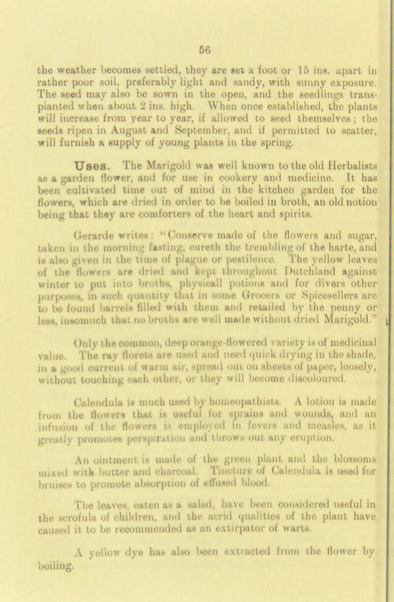 the weather becomes settled, they are set a foot or 15 ins. apart in rather poor soil, preferably light and sandy, with sunny exposure. The seed may also be sown in the open, and the seedlings trans- planted when about 2 ins. high. When once established, the plants will increase from year to year, if allowed to seed themselves; the seeds ripen in August and September, and if permitted to scatter, will furnish a supply of young plants in the spring. Uses. The Marigold was well known to the old Herbalists as a garden flower, and for use in cookery and medicine. It has been cultivated time oat of mind in the kitchen garden for the flowers, which hi p dried in order to be boiled in broth, an old notion being that they arc comforters of the heart and spirits. (lerardc wr ites :  ('ons<»rv« made of the flowers and sugar, taken in the morning fasting, eureth the trembling of the harte, and is also given in the time of plague or pestilence. The yellow leaves ,,t i iie tl.. w«-1 - .lie due.! and kept throughout Dutehland against winter to put into broths, physieall potions and for divers other purjMiHes, in such quantity that in some Grocers or Spicescllers are to be found laurels filled with them and retailed by the ponny or less, insomuch that no broths arc well made without dried Marigold. ()nlv the common, deep oi ange flowered \ ariety is of medicinal value. The rav florets are used and need quick di ving in the shade, in a good current of warm air, spread out on sheets of paper, loosely, without touching each other, or they will become discoloured. Calendula is much used by homeopathists. A lotion is made from the flowers that is useful for sprains and wounds, and an infusion of the flowers is employed in fevers and measles, as it great I v promotes perspiration and throws out any erupt ion. An ointment is made of the green plant and the blossoms mixed with butter and charcoal. Tincture of Calendula is used for bruises to promote absorption of effused blood. The leaves, eaten as a salad, have been considered useful in the scrofula of children, and the acrid qualities of the plant have caused it to be recommended as an extirpator of wails. A yellow dye has also been extracted from the flower by boiling.