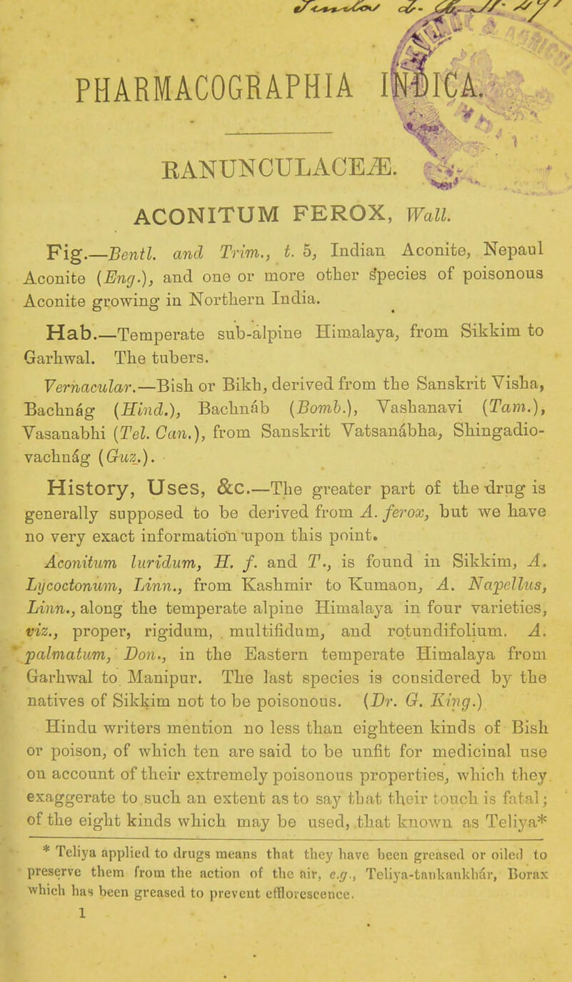 BANUNCULACEiE. --V- ACONITUM FEROX, Wall. Fig.—Bentl. and Trim., t. 5, Indian Aconite, Nepaul Aconite {Eng.), and one or more other Species of poisonous Aconite growing in Northern India. Hab.—Temperate sub-alpine Himalaya, from Sikkim to Garhwal. The tubers. Vernacular.—Bish or Bikb, derived from the Sanskrit Visha, Bachnag {Hind.), Bachnab {Bomb.), Vashanavi {Tarn.), Vasanabhi {Tel. Can.), from Sanskrit Vatsanabha, Shingadio- vachuag {Guz.). History, Uses, &C.—The greater part of the -drug is generally supposed to be derived from A. ferox, but we have no very exact information upon this point. Aconitum luridum, H. f. and T., is found in Sikkim, A. Lycoctonum, Linn., from Kashmir to Kumaon, A. Napellus, Linn., along the temperate alpine Himalaya in four varieties, viz., proper, rigidum, . multifidum, and ro.tundifolium. A. palmatum, Don., in the Eastern temperate Himalaya from Garhwal to Manipur. The last species is considered by the natives of Sikkim not to be poisonous. {Br. G. King.) Hindu writers mention no less than eighteen kinds of Bish or poison, of which ten are said to be unfit for medicinal use on account of their extremely poisonous properties, which they exaggerate to such an extent as to say that their touch is fatal; of the eight kinds which may be used, that known as Teliya* * Teliya applied to drugs means that they have been greased or oiled to preserve them from the action of the air, e.g., Teliya-tankankhar, Borax which has been greased to prevent efflorescence.