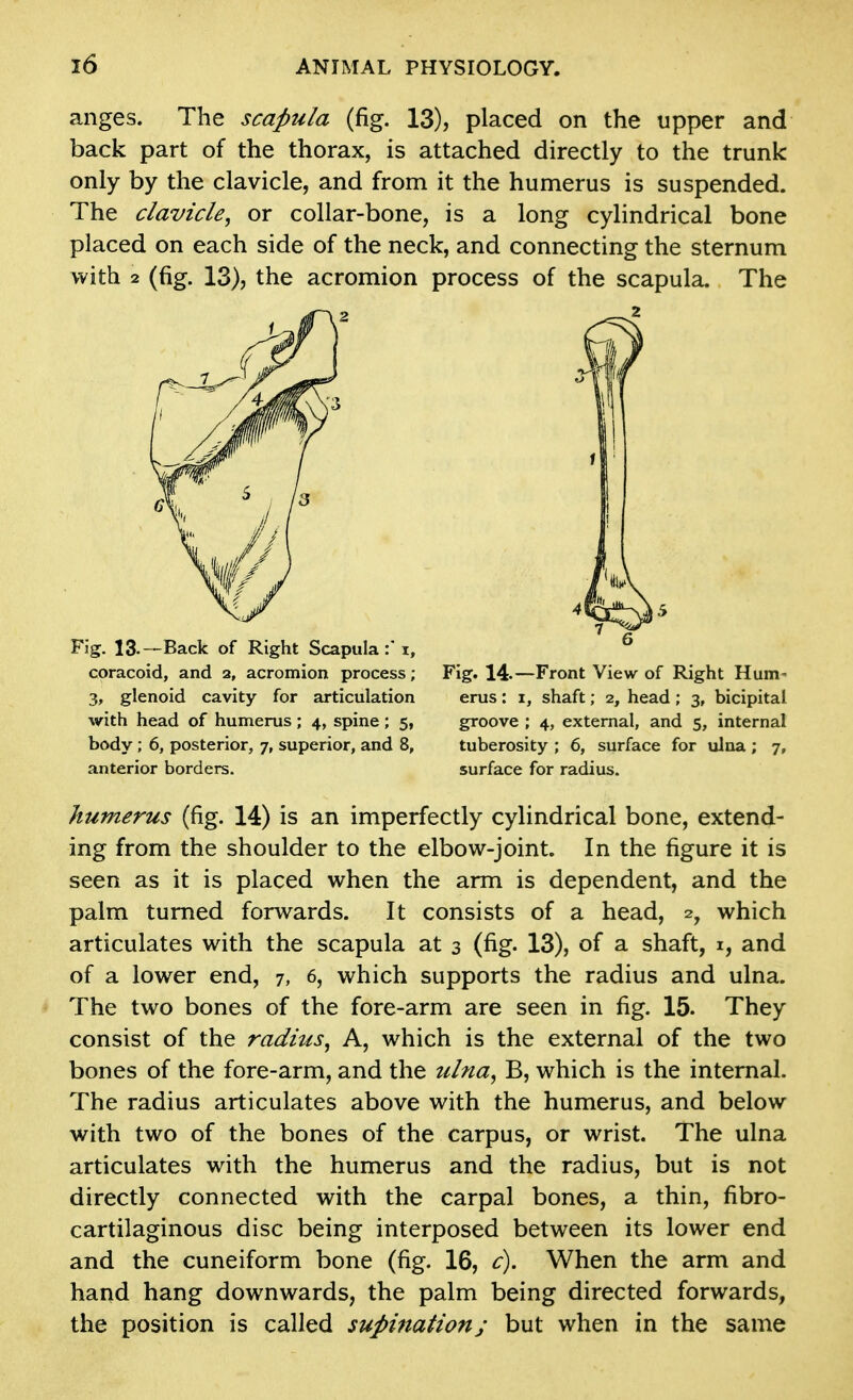 anges. The scapula (fig. 13), placed on the upper and back part of the thorax, is attached directly to the trunk only by the clavicle, and from it the humerus is suspended. The clavicle, or collar-bone, is a long cylindrical bone placed on each side of the neck, and connecting the sternum with 2 (fig. 13), the acromion process of the scapula. The Fig. 13.—Back of Right Scapula:' i, coracoid, and 2, acromion process; 3, glenoid cavity for articulation with head of humerus ; 4, spine ; 5, body; 6, posterior, 7, superior, and 8, anterior borders. Fig. 14.—Front View of Right Hum- erus: i, shaft; 2, head; 3, bicipital groove ; 4, external, and 5, internal tuberosity ; 6, surface for ulna; 7, surface for radius. humerus (fig. 14) is an imperfectly cylindrical bone, extend- ing from the shoulder to the elbow-joint. In the figure it is seen as it is placed when the arm is dependent, and the palm turned forwards. It consists of a head, 2, which articulates with the scapula at 3 (fig. 13), of a shaft, i, and of a lower end, 7, 6, which supports the radius and ulna. The two bones of the fore-arm are seen in fig. 15. They consist of the radius, A, which is the external of the two bones of the fore-arm, and the ulna, B, which is the internal. The radius articulates above with the humerus, and below with two of the bones of the carpus, or wrist. The ulna articulates with the humerus and the radius, but is not directly connected with the carpal bones, a thin, fibro- cartilaginous disc being interposed between its lower end and the cuneiform bone (fig. 16, c). When the arm and hand hang downwards, the palm being directed forwards, the position is called supination; but when in the same