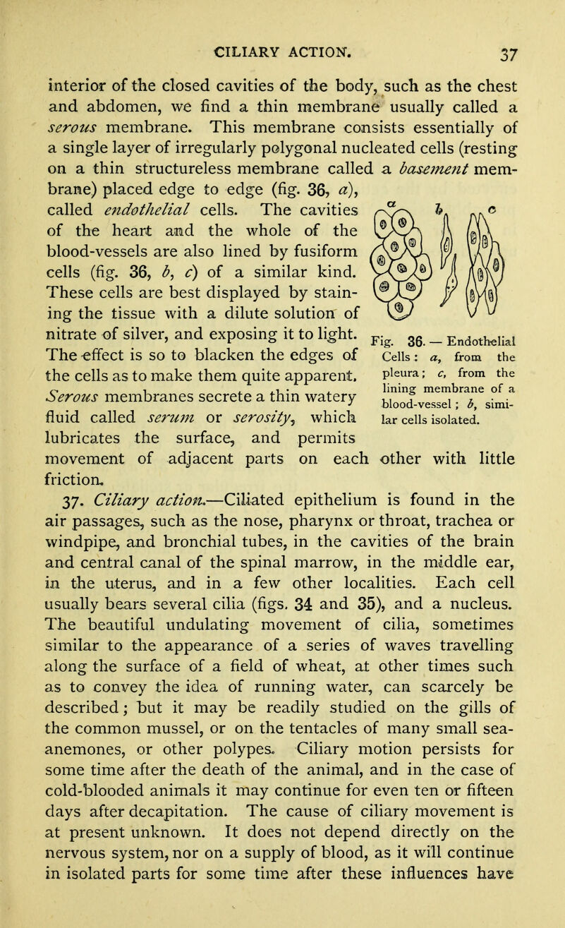 Fig. 36. — Endoth-elial Cells: from the pleura; c, from, the lining membrane of a blood-vessel; b, simi- lar cells isolated. interior of the closed cavities of the body, such as the chest and abdomen, we find a thin membrane usually called a serous membrane. This membrane consists essentially of a single layer of irregularly polygonal nucleated cells (resting on a thin structureless membrane called a basement mem- brane) placed edge to edge (fig. 36, called endothelial cells. The cavities of the heart a^nd the whole of the blood-vessels are also lined by fusiform cells (fig. 36, c) of a similar kind. These cells are best displayed by stain- ing the tissue with a dilute solution of nitrate of silver, and exposing it to light. The -effect is so to blacken the edges of the cells as to make them quite apparent. Serous membranes secrete a thin watery fluid called serum or serosity^ which lubricates the surface, and permits movement of adjacent parts on each other with little frictioru 37. Ciliary action,—Ciliated epithelium is found in the air passages, such as the nose, pharynx or throat, trachea or windpipe, and bronchial tubes, in the cavities of the brain and central canal of the spinal marrow, in the middle ear, in the uterus, and in a few other localities. Each cell usually bears several cilia (figs. 34 and 35), and a nucleus. The beautiful undulating movement of cilia, sometimes similar to the appearance of a series of waves travelling along the surface of a field of wheat, at other times such as to convey the idea of running water, can scai'cely be described; but it may be readily studied on the gills of the common mussel, or on the tentacles of many small sea- anemones, or other polypes. Ciliary motion persists for some time after the death of the animal, and in the case of cold-blooded animals it may continue for even ten or fifteen days after decapitation. The cause of ciliary movement is at present unknown. It does not depend directly on the nervous system, nor on a supply of blood, as it will continue in isolated parts for some time after these influences have