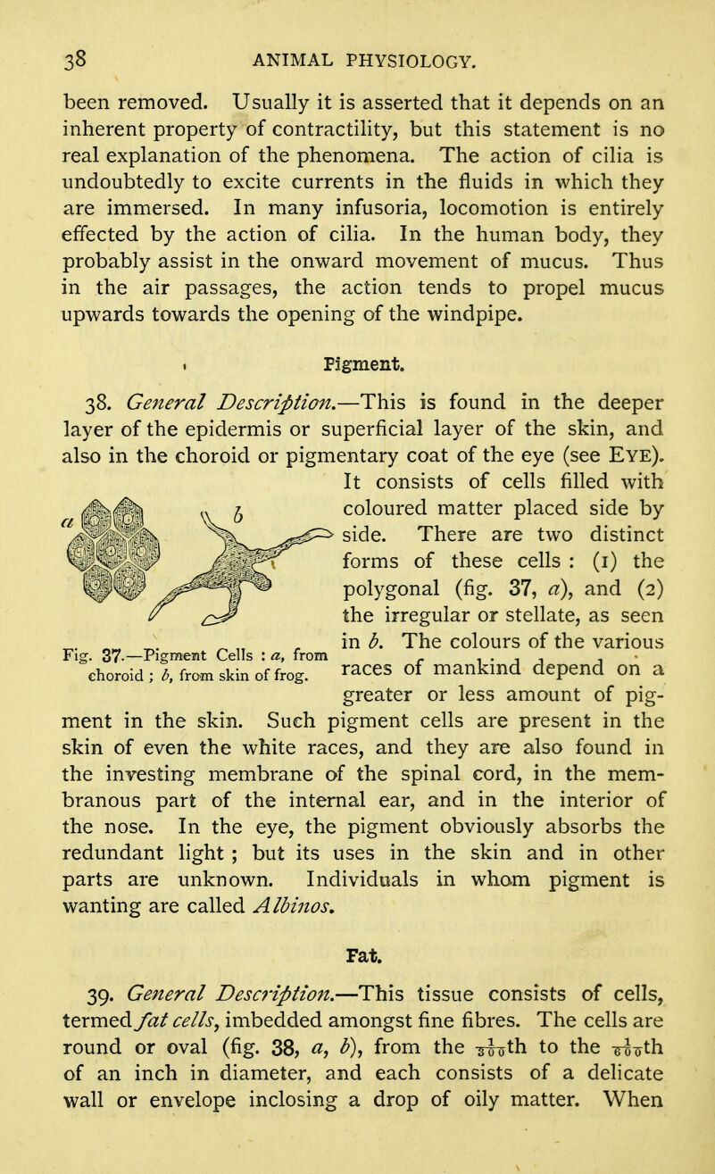 been removed. Usually it is asserted that it depends on an inherent property of contractility, but this statement is no real explanation of the phenomena. The action of cilia is undoubtedly to excite currents in the fluids in which they are immersed. In many infusoria, locomotion is entirely effected by the action of ciha. In the human body, they probably assist in the onward movement of mucus. Thus in the air passages, the action tends to propel mucus upwards towards the opening of the windpipe. 38. General Description,—This is found in the deeper layer of the epidermis or superficial layer of the skin, and also in the choroid or pigmentary coat of the eye (see Eye), ment in the skin. Such pigment cells are present in the skin of even the white races, and they are also found in the investing membrane of the spinal cord, in the mem- branous part of the internal ear, and in the interior of the nose. In the eye, the pigment obviously absorbs the redundant light ; but its uses in the skin and in other parts are unknown. Individuals in wham pigment is wanting are called Albinos, 39. General Description.—This tissue consists of cells, termed fat cells ^ imbedded amongst fine fibres. The cells are round or oval (fig. 38, ^, from the -^iiyth to the -g-oiyth of an inch in diameter, and each consists of a delicate wall or envelope inclosing a drop of oily matter. When Figment. Fig. 37-—Pigment Cells : a, from choroid ; b, from skin of frog. It consists of cells filled with coloured matter placed side by side. There are two distinct forms of these cells : (i) the polygonal (fig. 37, d)^ and (2) the irregular or stellate, as seen in b. The colours of the various races of mankind depend on a greater or less amount of pig- Fat.