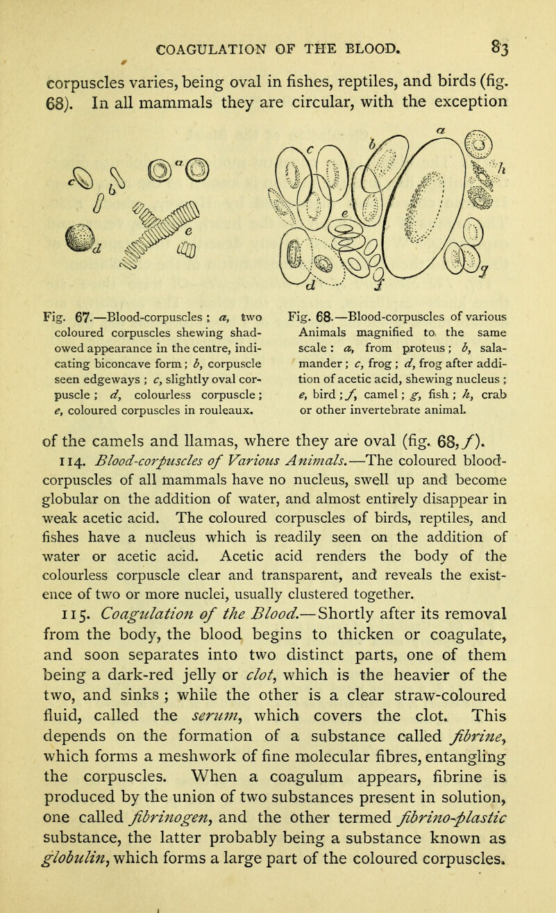 corpuscles varies, being oval in fishes, reptiles, and birds (fig. 68). In all mammals they are circular, with the exception Fig. 67-—Blood-corpuscles; a, two Fig. 68-—Blood-corpuscles of various of the camels and llamas, where they are oval (fig. 68,/). 114. Blood-co7'puscles of Various Animals.—The coloured blood- corpuscles of all mammals have no nucleus, swell up and become globular on the addition of water, and almost entirely disappear in weak acetic acid. The coloured corpuscles of birds, reptiles, and fishes have a nucleus which is readily seen on the addition of water or acetic acid. Acetic acid renders the body of the colourless corpuscle clear and transparent, and reveals the exist- ence of two or more nuclei, usually clustered together. 115. Coagulation of the Blood.—Shortly after its removal from the body, the blood begins to thicken or coagulate, and soon separates into two distinct parts, one of them being a dark-red jelly or clot., which is the heavier of the two, and sinks ; while the other is a clear straw-coloured fluid, called the serum., which covers the clot. This depends on the formation of a substance called fibriney which forms a meshwork of fine molecular fibres, entangling the corpuscles. When a coagulum appears, fibrine is produced by the union of two substances present in solution, one called fibrinogen^ and the other termed fibrino-^plastic substance, the latter probably being a substance known as globulin^ which forms a large part of the coloured corpuscles. coloured corpuscles shewing shad- owed appearance in the centre, indi- cating biconcave form; b, corpuscle seen edgeways ; c, slightly oval cor- puscle ; dy colourless corpuscle; e, coloured corpuscles in rouleaux. Animals magnified to, the same scale: a, from proteus; b, sala- mander ; c, frog ; d, frog after addi- tion of acetic acid, shewing nucleus ; bird ; camel; g, fish ; h, crab or other invertebrate animal.