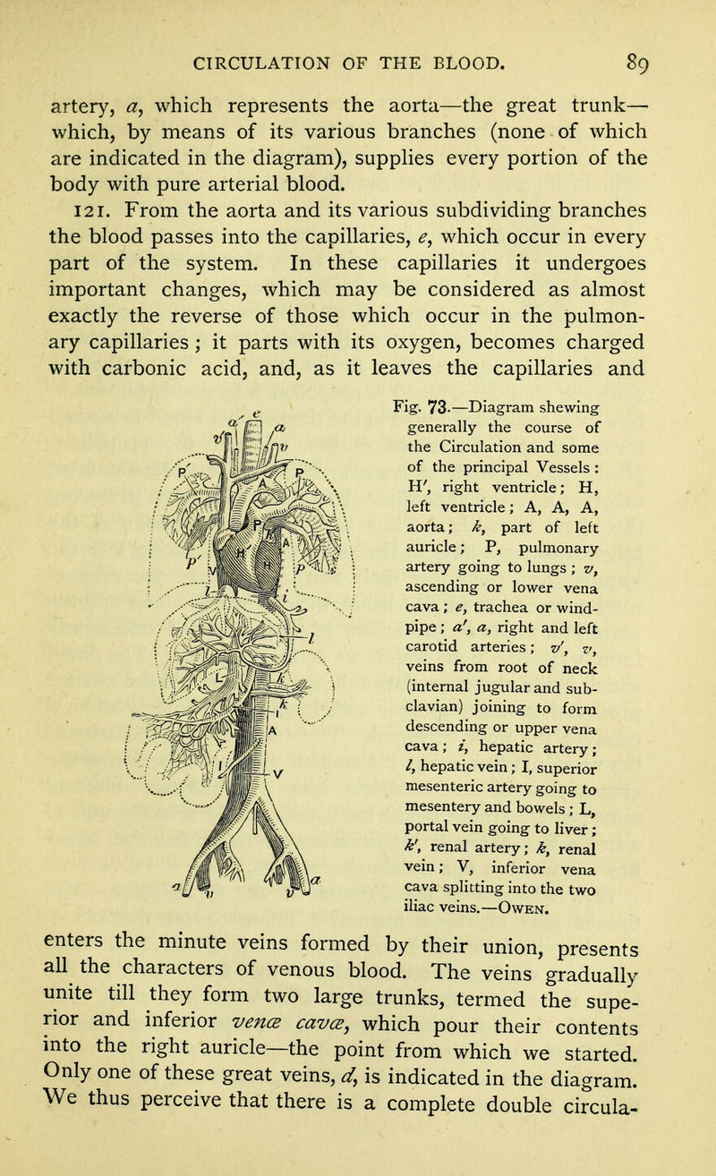 artery, which represents the aorta—the great trunk— which, by means of its various branches (none of which are indicated in the diagram), suppHes every portion of the body with pure arterial blood. 121. From the aorta and its various subdividing branches the blood passes into the capillaries, which occur in every part of the system. In these capillaries it undergoes important changes, which may be considered as almost exactly the reverse of those which occur in the pulmon- ary capillaries ; it parts with its oxygen, becomes charged with carbonic acid, and, as it leaves the capillaries and ^ig- 73.—Diagram shewing generally the course of the Circulation and some of the principal Vessels : H', right ventricle; H, left ventricle; A, A, A, aorta; k, part of left auricle; P, pulmonary- artery going to lungs ; v, ascending or lower vena cava; e, trachea or wind- pipe ; a', a, right and left carotid arteries; v', v, veins from root of neck (internal jugular and sub- clavian) joining to form descending or upper vena cava ; z, hepatic artery; /, hepatic vein; I, superior mesenteric artery going to mesentery and bowels ; L, portal vein going to liver; k', renal artery; k, renal vein; V, inferior vena cava splitting into the two iliac veins.—Owen. enters the minute veins formed by their union, presents all the characters of venous blood. The veins gradually unite till they form two large trunks, termed the supe- rior and inferior vence cavce, which pour their contents into the right auricle—the point from which we started. Only one of these great veins, d, is indicated in the diagram. We thus perceive that there is a complete double circula-