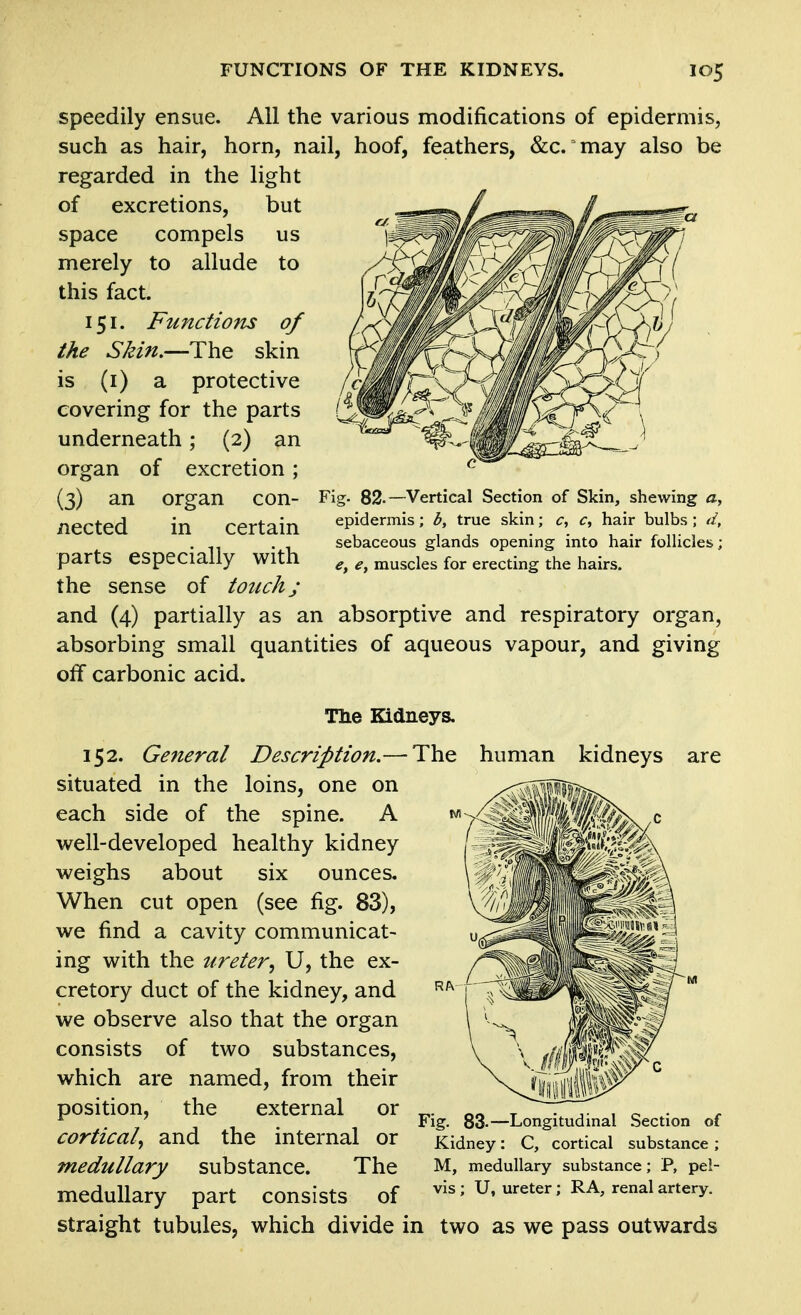 Fig. 82.—Vertical Section of Skin, shewing a, epidermis; 3, true skin; c, c, hair bulbs ; sebaceous glands opening into hair follicles; e, e, muscles for erecting the hairs. speedily ensue. All the various modifications of epidermis, such as hair, horn, nail, hoof, feathers, &c. may also be regarded in the light of excretions, but space compels us merely to allude to this fact. 151. Functions of the Skin.—The skin is (i) a protective covering for the parts underneath; (2) an organ of excretion; (3) an organ con- nected in certain parts especially with the sense of touch; and (4) partially as an absorptive and respiratory organ, absorbing small quantities of aqueous vapour, and giving olf carbonic acid. Tlie Kidneys, 152. General Description.— The human kidneys are situated in the loins, one on each side of the spine. A well-developed healthy kidney weighs about six ounces. When cut open (see fig. 83), we find a cavity communicat- ing with the ureter^ U, the ex- cretory duct of the kidney, and we observe also that the organ consists of two substances, which are named, from their position, the external or cortical^ and the internal or medullary substance. The medullary part consists of straight tubules, which divide in two as we pass outwards Fig. 83-—Longitudinal Section of Kidney: C, cortical substance ; M, medullary substance; P, pel- vis ; U, ureter; RA, renal artery.