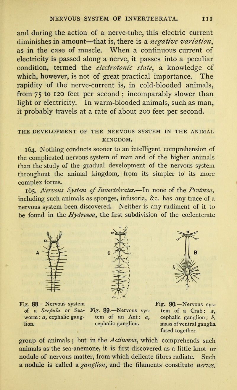 and during the action of a nerve-tube, this electric current diminishes in amount—that is, there is a negative variation, as in the case of muscle. When a continuous current of electricity is passed along a nerve, it passes into a peculiar condition, termed the electrotonic state, a knowledge of which, however, is not of great practical importance. The rapidity of the nerve-current is, in cold-blooded animals, from 75 to 120 feet per second ; incomparably slower than light or electricity. In warm-blooded animals, such as man, it probably travels at a rate of about 200 feet per second. THE DEVELOPMENT OF THE NERVOUS SYSTEM IN THE ANIMAL KINGDOM. 164. Nothing conducts sooner to an intelligent comprehension of the complicated nervous system of man and of the higher animals than the study of the gradual development of the nervous system throughout the animal kingdom, from its simpler to its more complex forms. 165. Nervous System of Invertebrates.—In none of the Protozoa, including such animals as sponges, infusoria, &c. has any trace of a nervous system been discovered. Neither is any rudiment of it to be found in the Hydrozoa, the first subdivision of the coelenterate Fig. 88-—Nervous system Fig. 90-—Nervous sys- of a Serpzda or Sea- Fig. 89-—Nervous sys- tem of a Crab: a, worm : a, cephalic gang- tem of an Ant: a, cephalic ganglion ; b, lion. cephalic ganglion. mass of ventral ganglia fused together. group of animals ; but in the Adinozoa, which comprehends such animals as the sea-anemone, it is first discovered as a little knot or nodule of nervous matter, from which delicate fibres radiate. Such a nodule is called a ganglion, and the filaments constitute nerves.