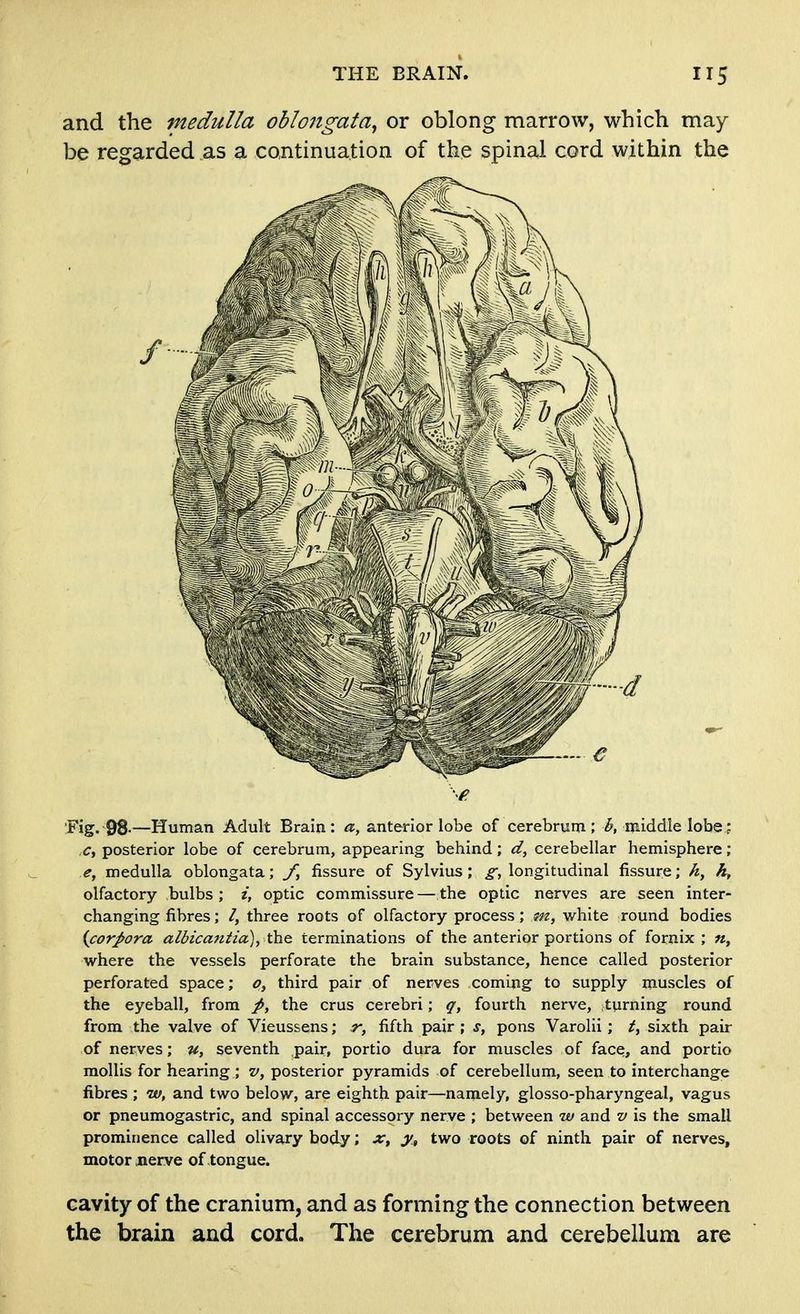 and the medulla oblongata^ or oblong marrow, which may be regarded as a continuation of the spinal cord within the 'Fig. 98-—Human Adult Brain : a, anterior lobe of cerebrum ; b, middle lobe ; r, posterior lobe of cerebrum, appearing behind; d, cerebellar hemisphere ; e, medulla oblongata; fissure of Sylvius; ^, longitudinal fissure; h, olfactory bulbs; i, optic commissure — the optic nerves are seen inter- changing fibres; /, three roots of olfactory process; m, vAxxto. round bodies {corpora albicantia\ the terminations of the anterior portions of fornix ; «, where the vessels perforate the brain substance, hence called posterior perforated space; third pair of nerves coming to supply muscles of the eyeball, from p, the crus cerebri; q, fourth nerve, ;turning round from the valve of Vieussens; r, fifth pair ; f, pons Varolii; sixth pair of nerves; u, seventh pair, portio dura for muscles of face, and portio mollis for hearing ; v, posterior pyramids of cerebellum, seen to interchange fibres ; w, and two below, are eighth pair—namely, glosso-pharyngeal, vagus or pneumogastric, and spinal accessory nerve ; between w and v is the small prominence called olivary body; x, y„ two roots of ninth pair of nerves, motor nerve of tongue. cavity of the cranium, and as forming the connection between the brain and cord. The cerebrum and cerebellum are